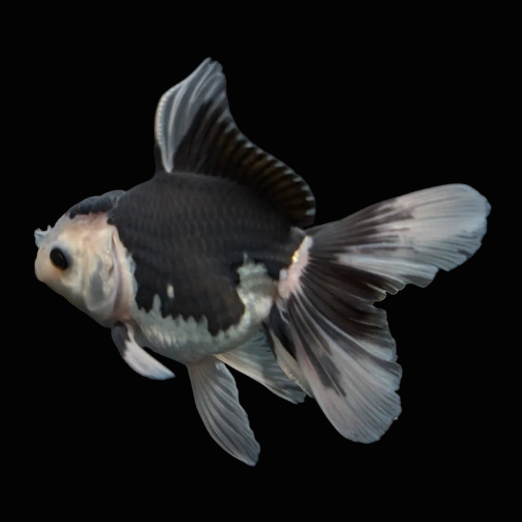 Thai Oranda Panda  4.5"-5"  ID#718T5B-001