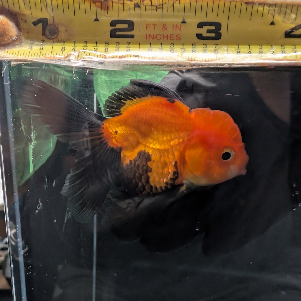 Juvenile Oranda Red Black 3.5"-4" in.  ID#327T13b-031