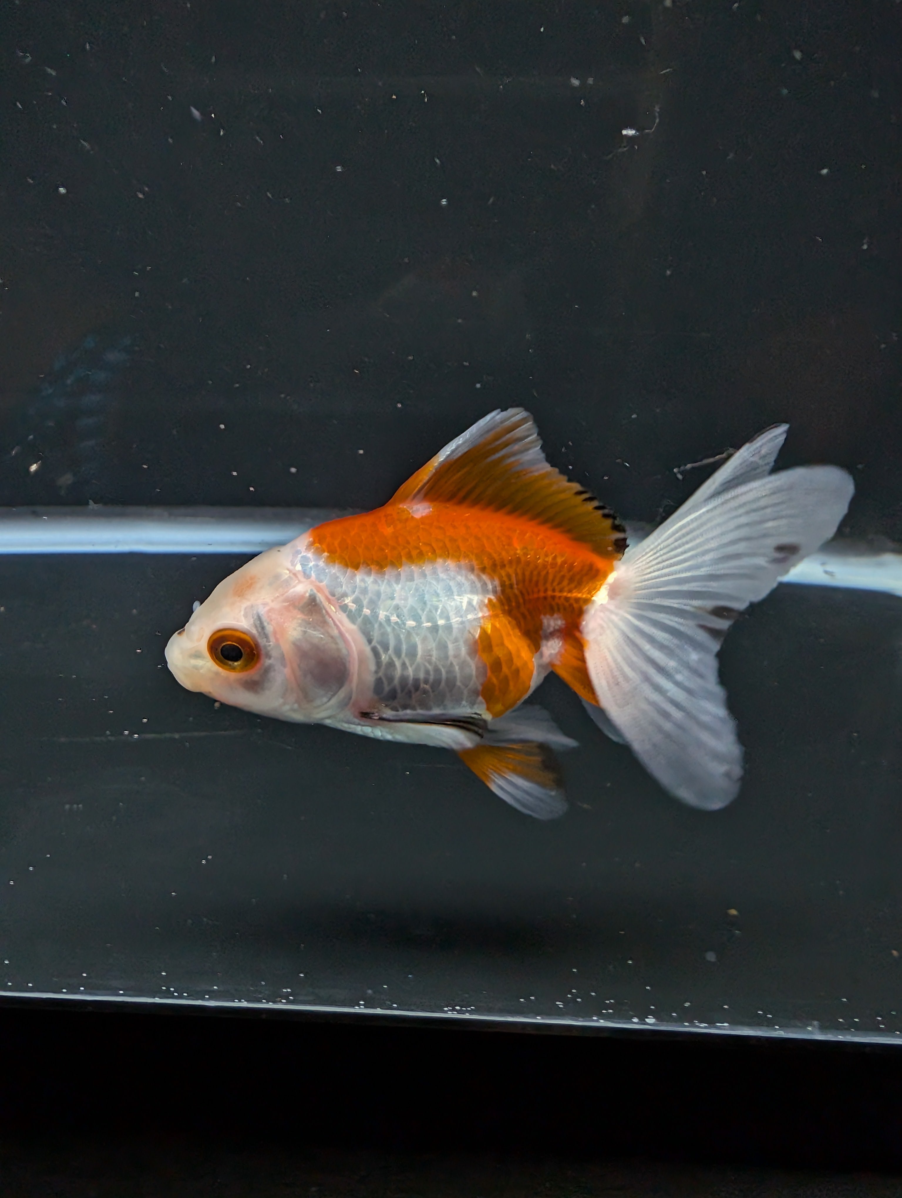 Juvenile Oranda  Red White 3"-3.5"in.  ID#619T1A-007