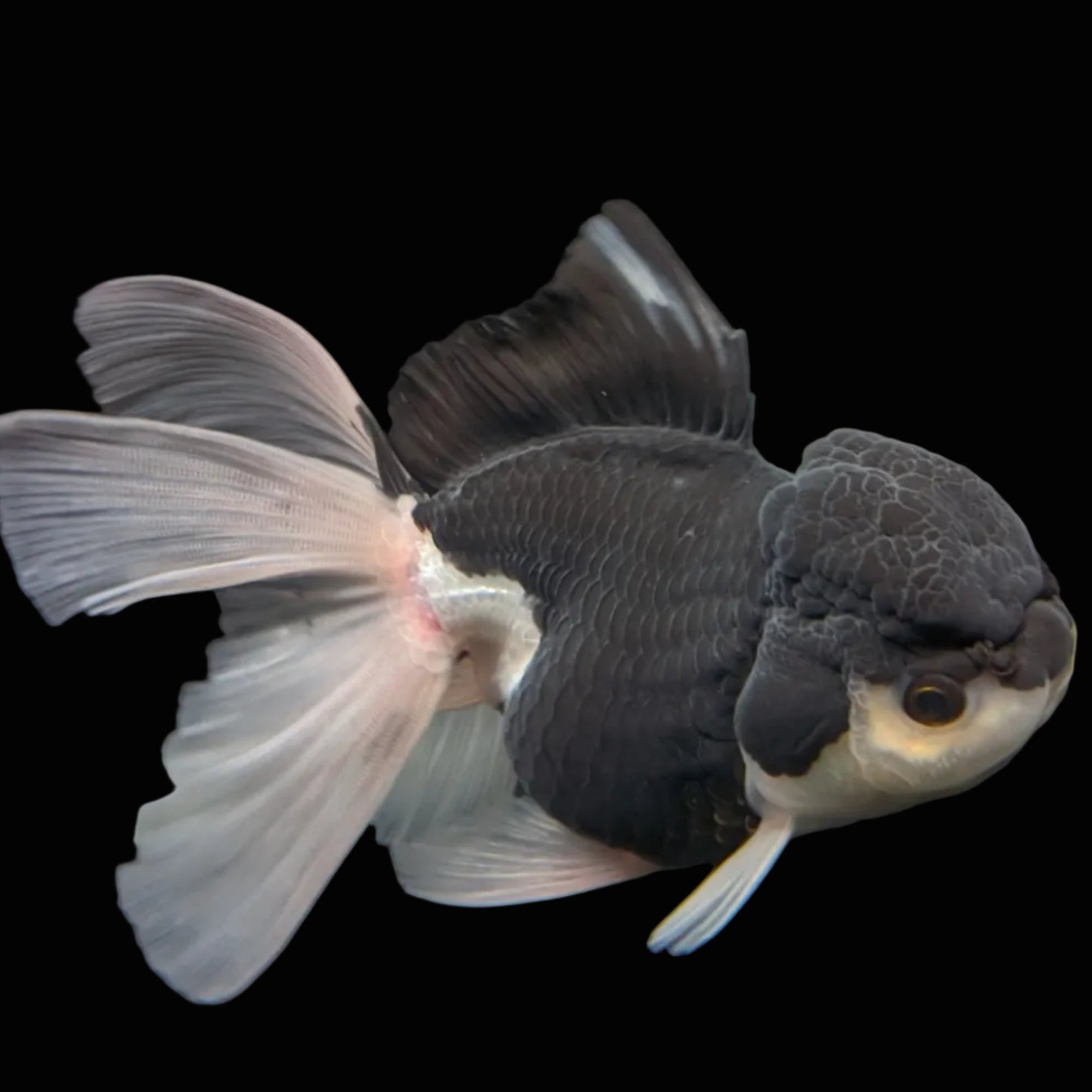 Thai Oranda Panda  4.5"-5"  ID#718T5B-002