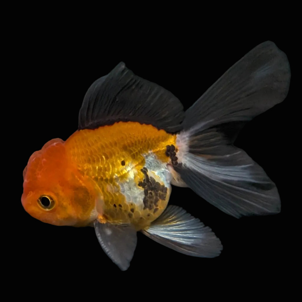 Juvenile Oranda Tricolor 3.5"-4" in.  ID#424T1A-008