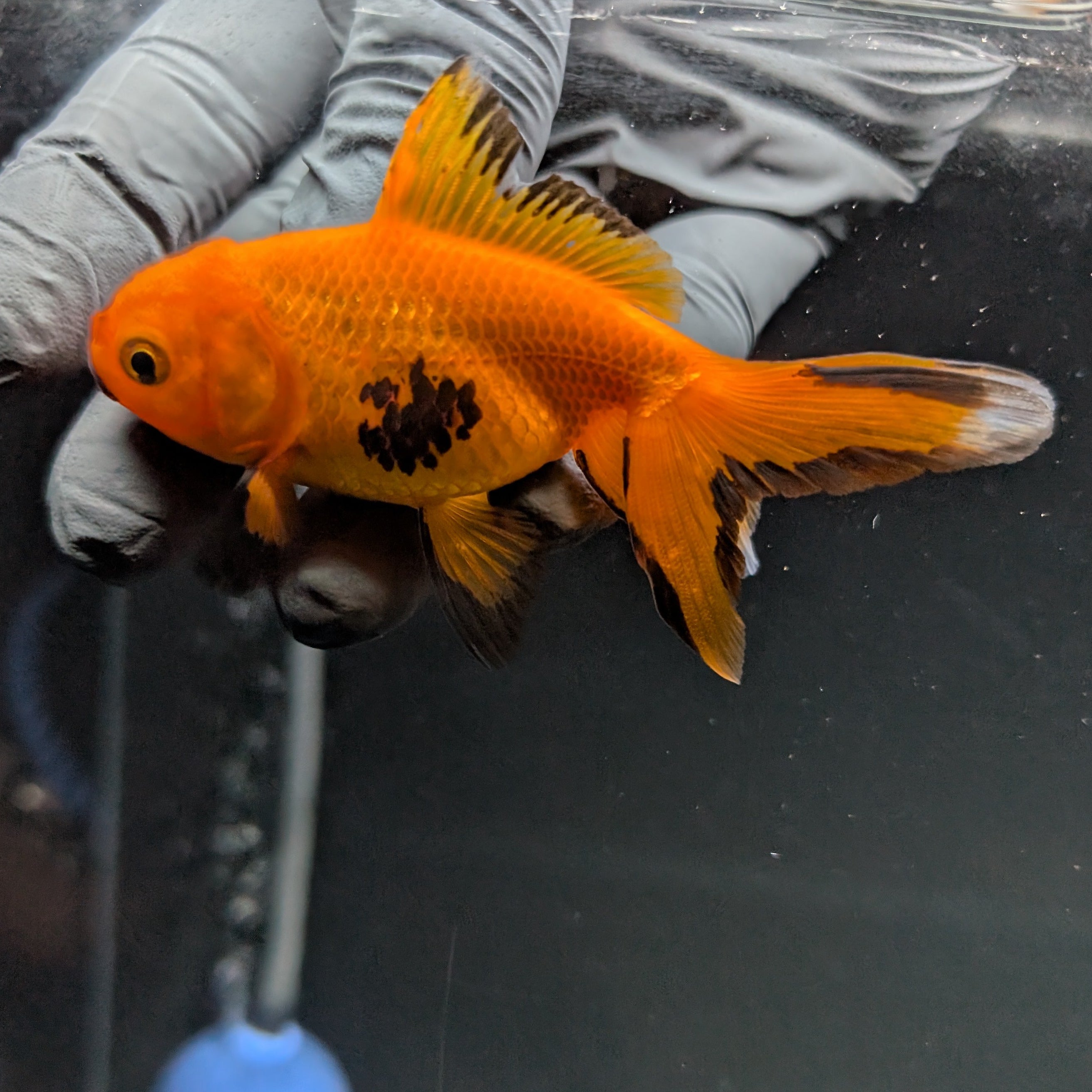 Juvenile Oranda Red Black 3"-3.5"in.  ID#515T2A-006