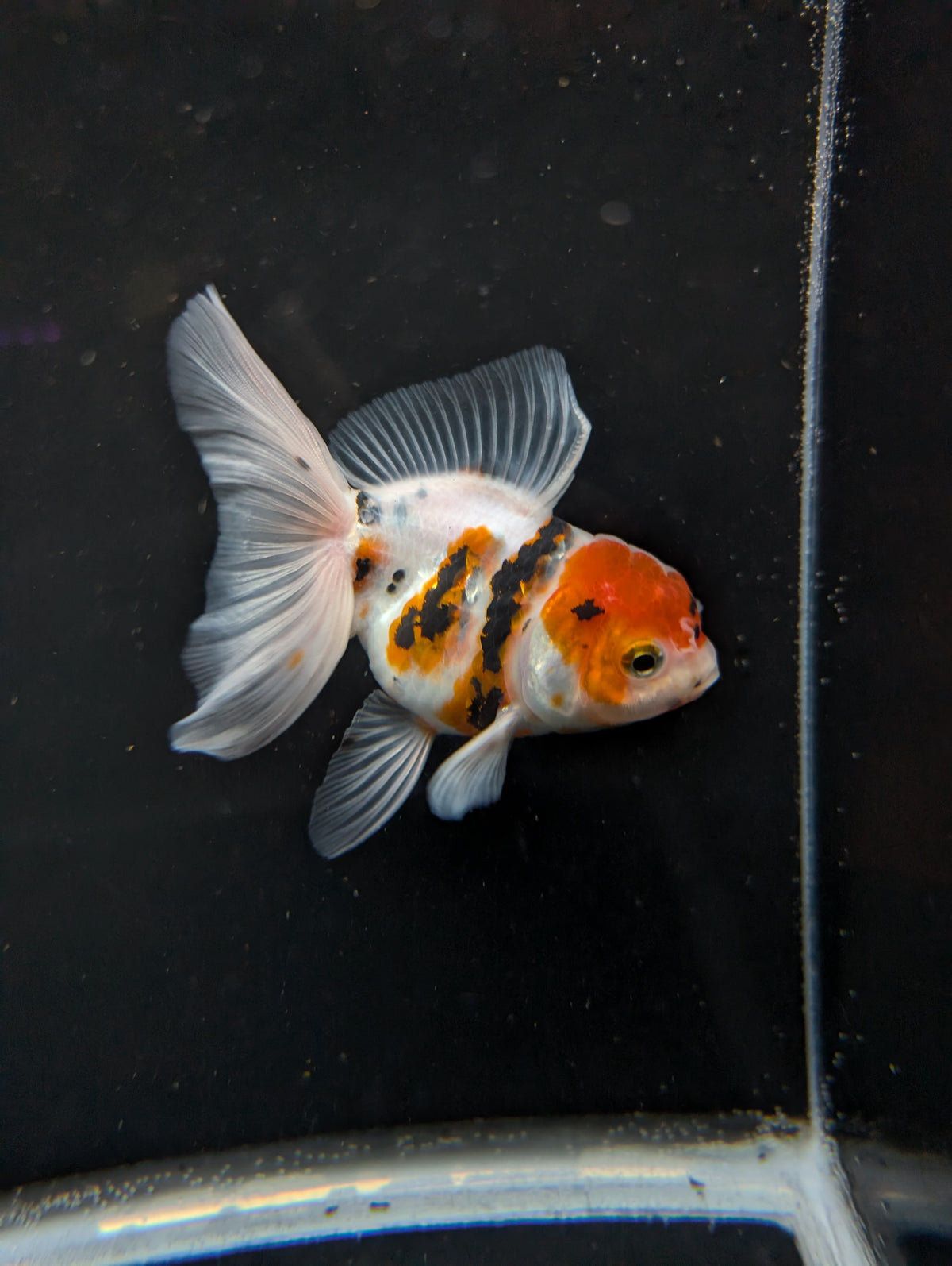 Thai Oranda White Tiger Calico 4"-4.5"in.  ID#1016T1A-002