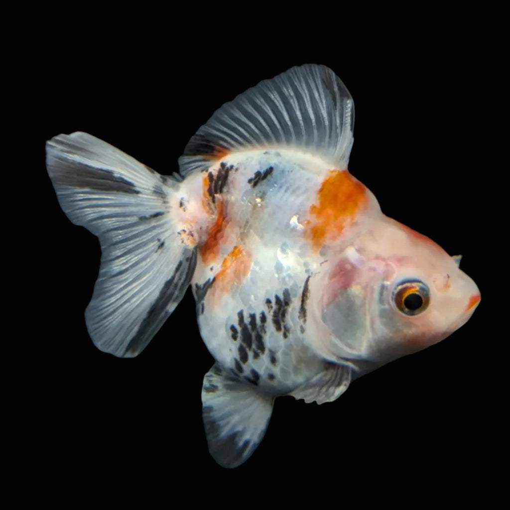 Jumbo Ryukin Short Tail Kirin Calico 4"-4.5" in. ID#4245B-001