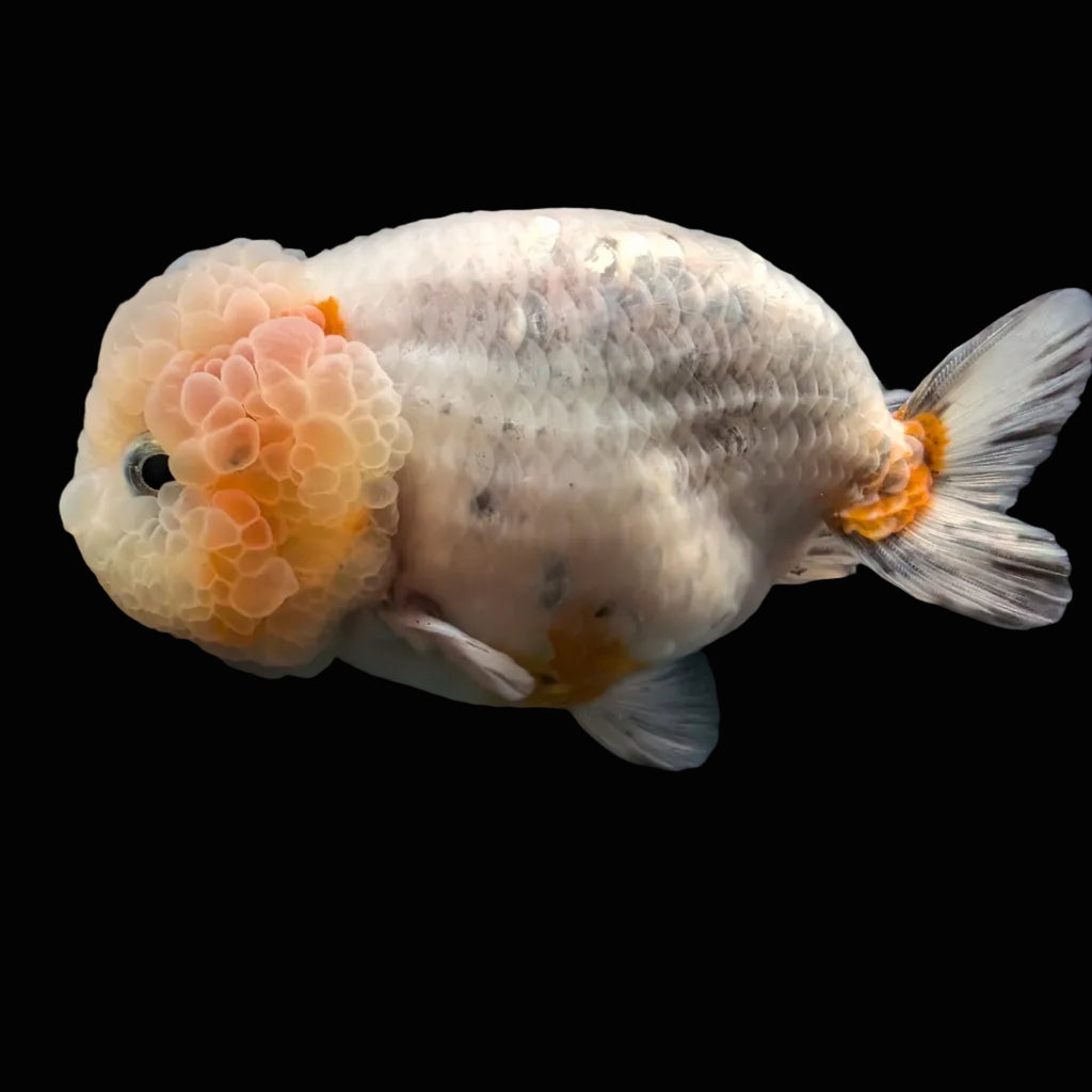 Jumbo Ranchu Calico 3.5"- 4" in. ID#710R8A-027