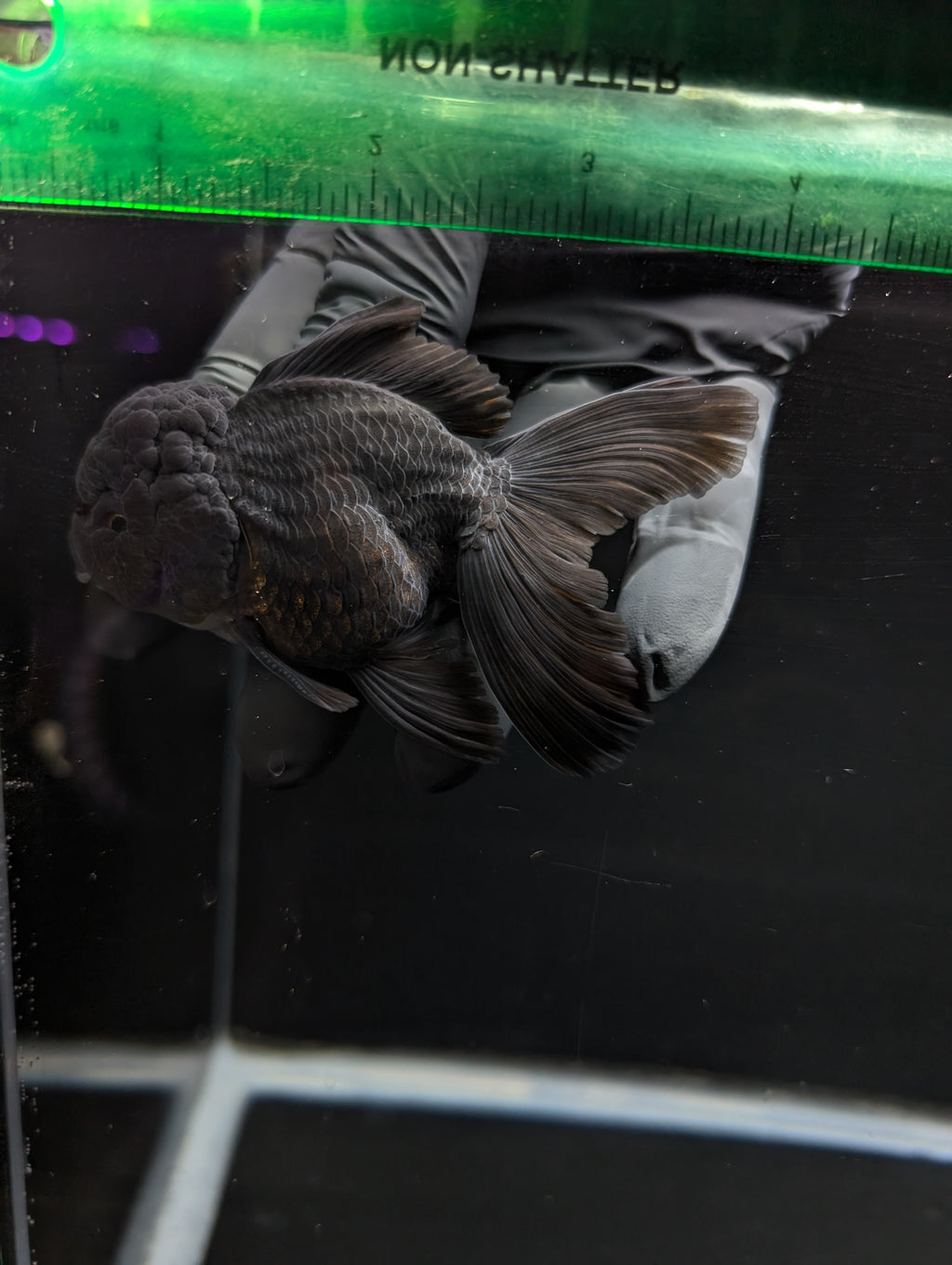 Thai Oranda Godzilla Black 3.5"-4"in.  ID#1023T1A-028