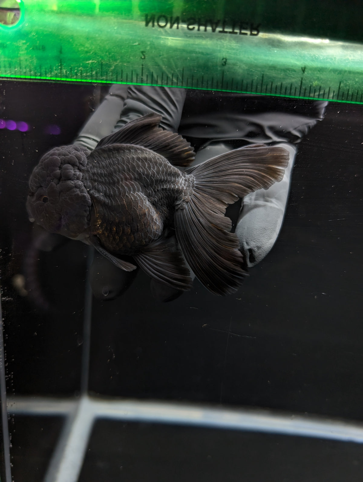 Thai Oranda Godzilla Black 3.5"-4"in.  ID#1023T1A-028