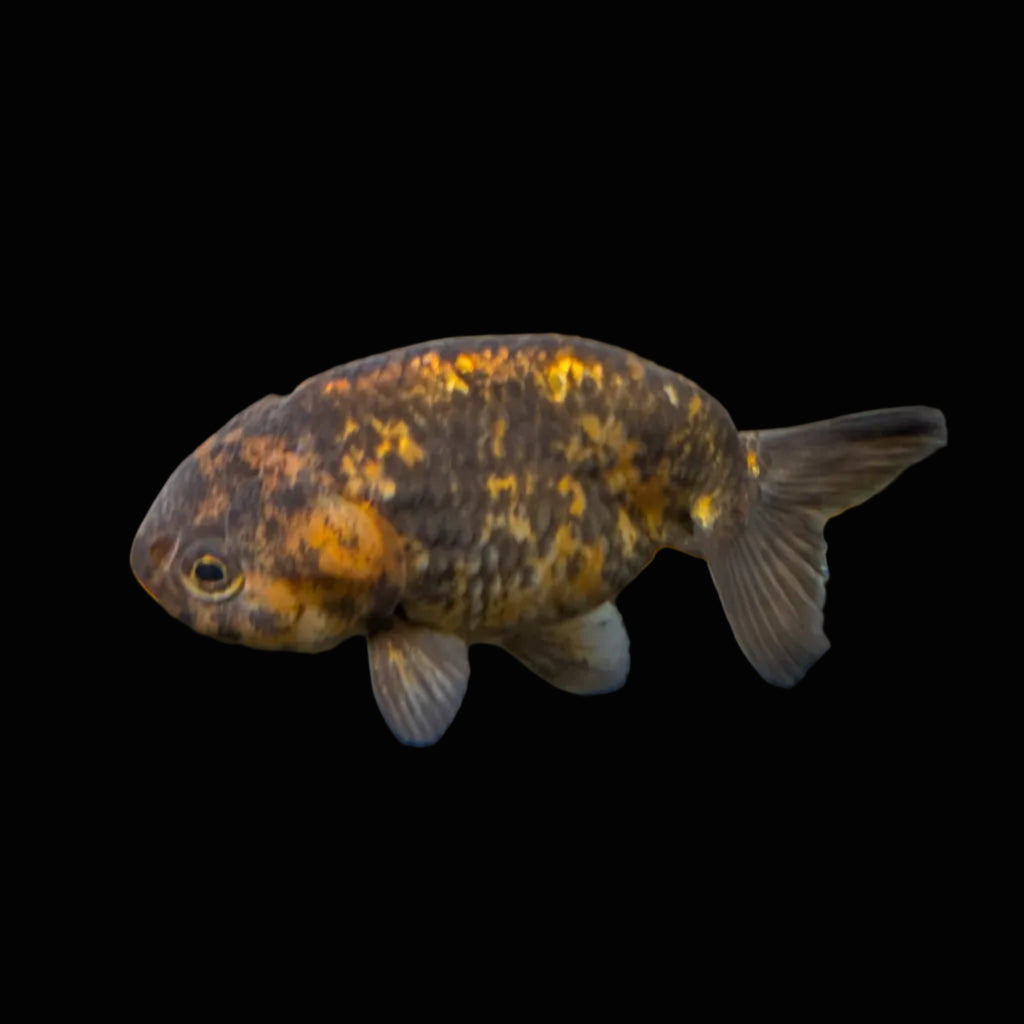Ranchu Calico 3"-3.5" in. ID#424R13A-015
