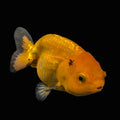 Ranchu Red Black 4"-4.5"in. ID#821R4A-056