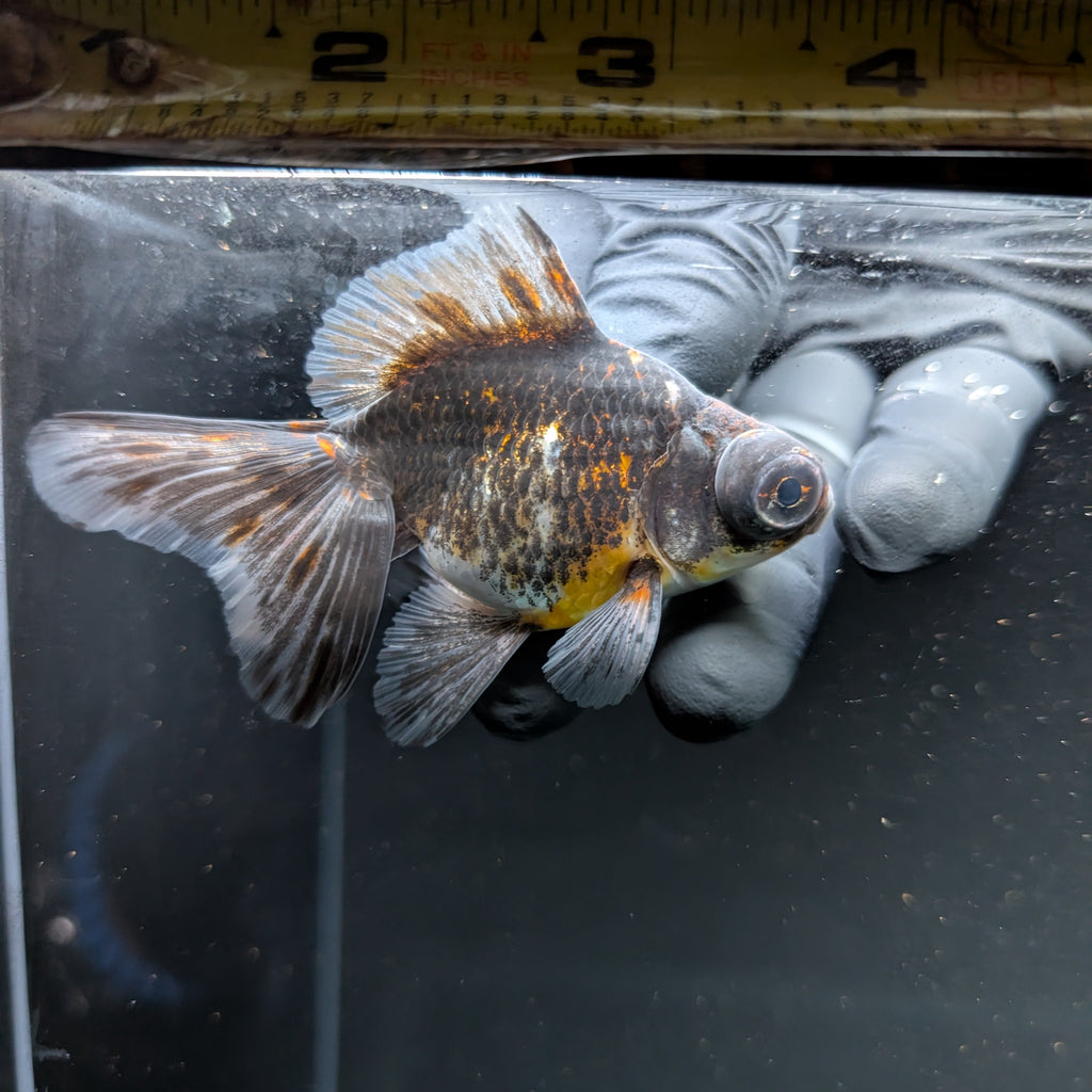 Telescope Butterfly Kirin Calico 3.5"-4" in. ID#508B4A-008