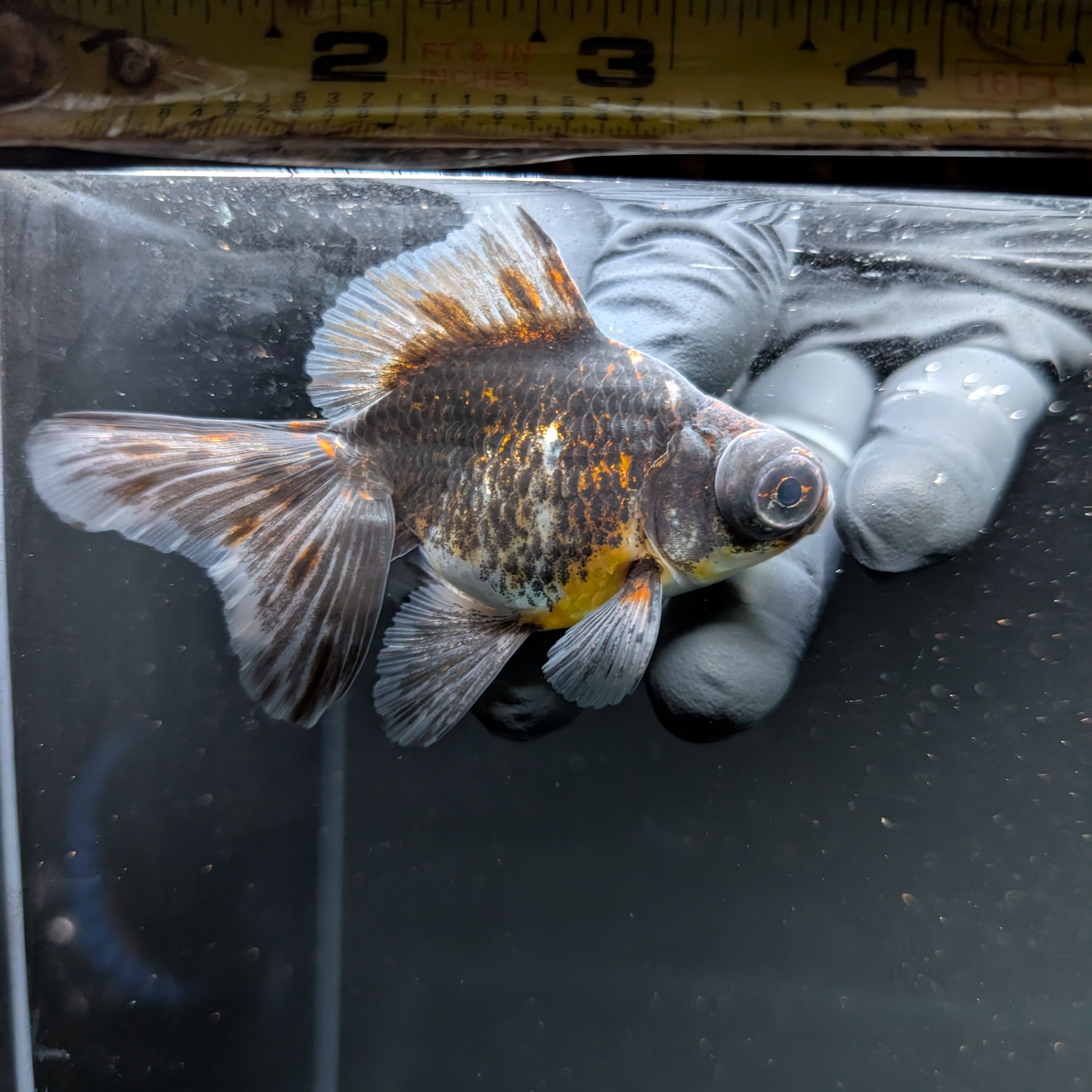 Telescope Butterfly Kirin Calico 3.5"-4" in. ID#508B4A-008