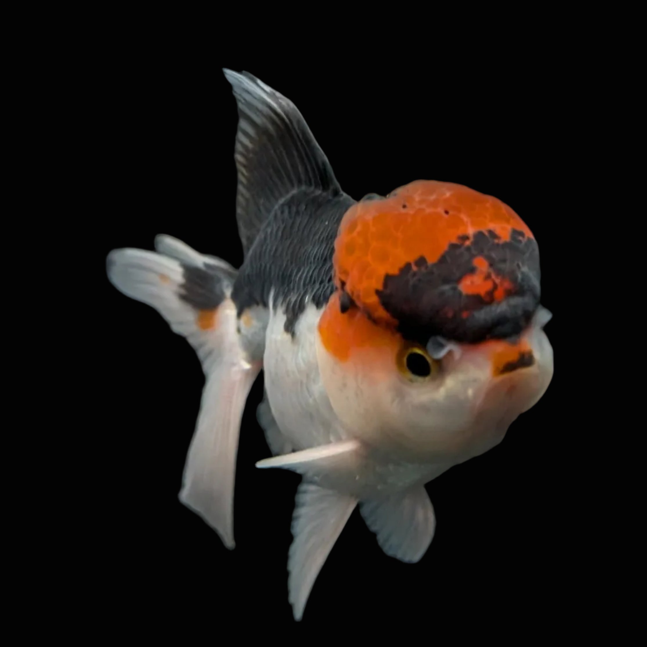 Juvenile Oranda Tricolor 3.5"-4" in.  ID#424T1A-006