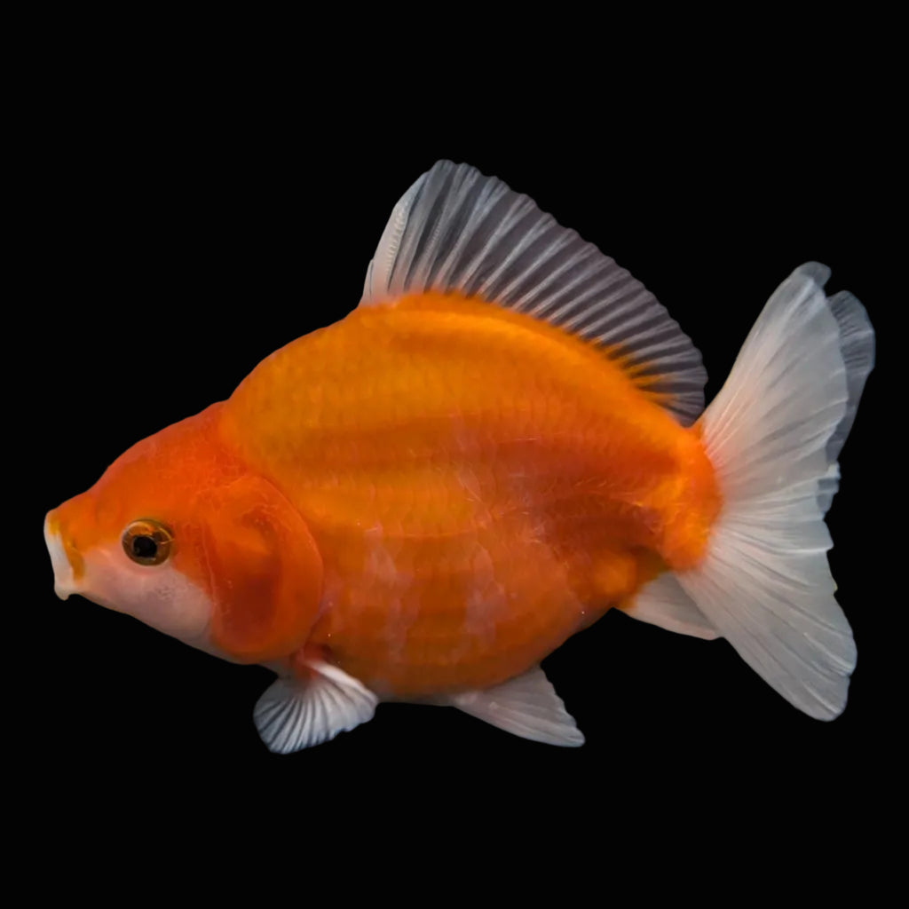 Jumbo Oranda Yuan Bao Sakura   4"-4.5"in. ID#807SB13A-004