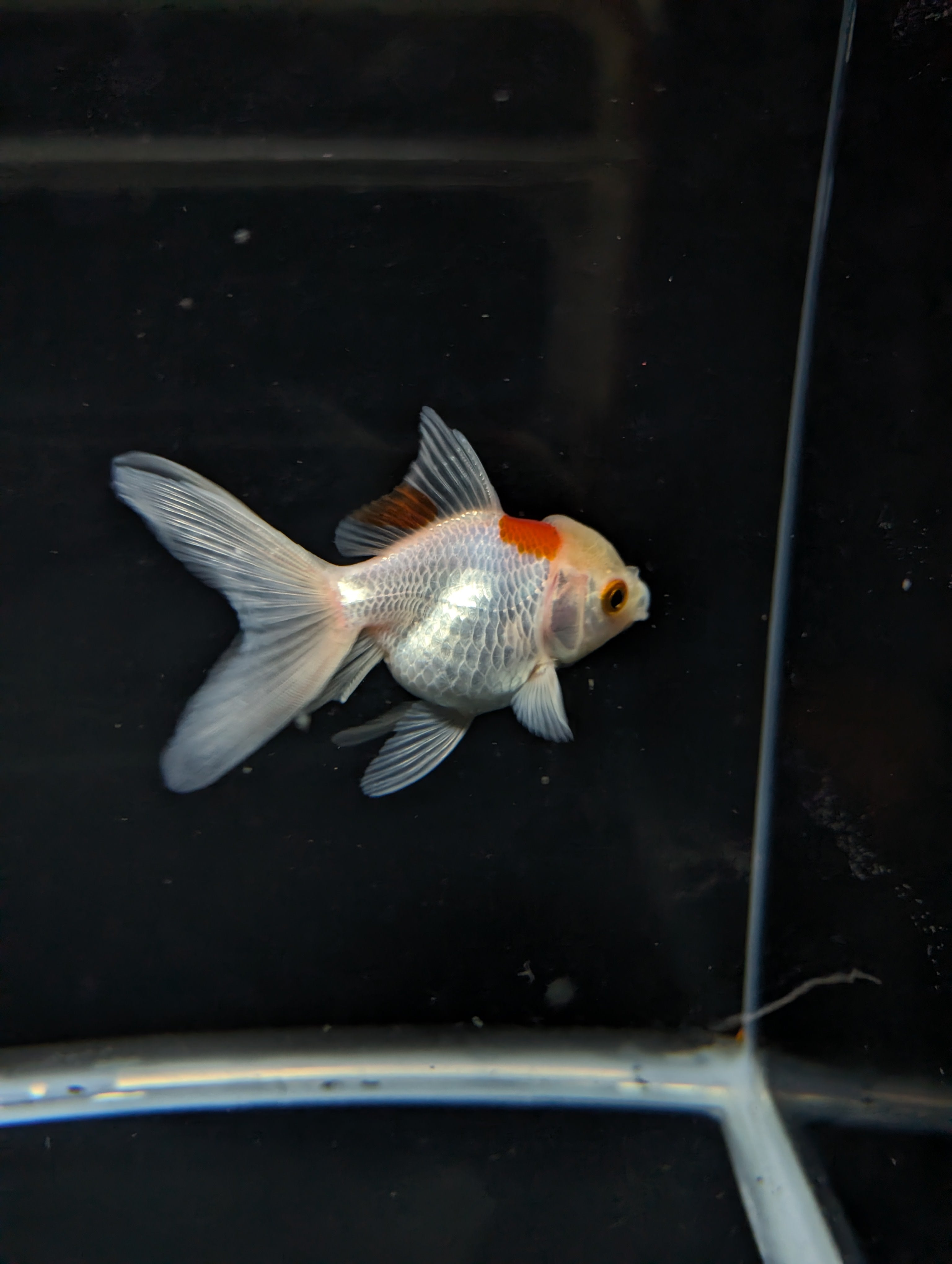 Juvenile Oranda  Red White 3"-3.5"in.  ID#619T1A-006
