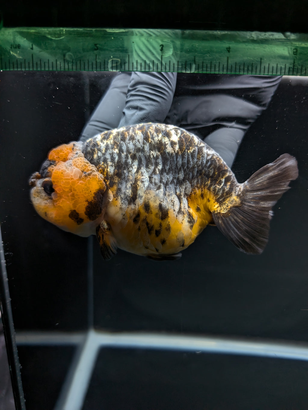 Jumbo Ranchu Kirin Calico 4.5"-5" in. ID#828R8A-051