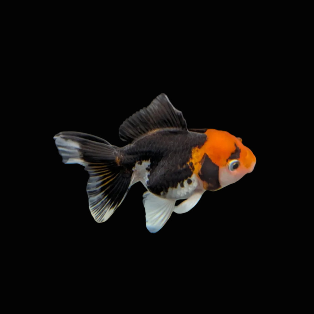 Juvenile Oranda Tricolor 3.5"-4" in.  ID#320T13b-002