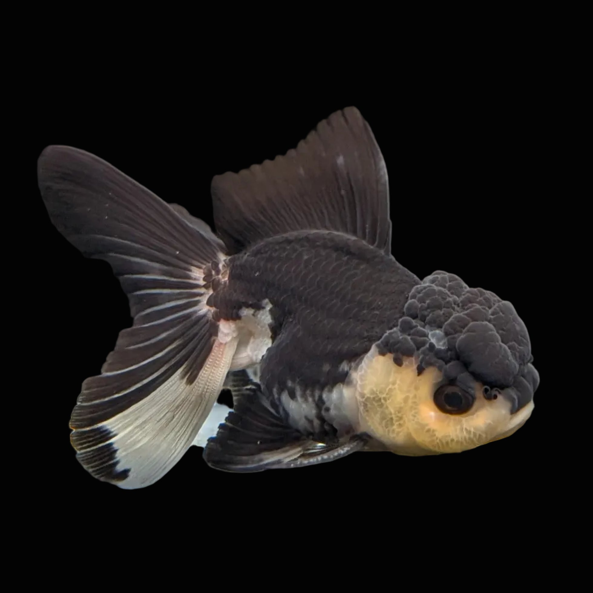 Thai Juvenile Oranda Panda 3.5"-4"in.  ID#731T1A-054