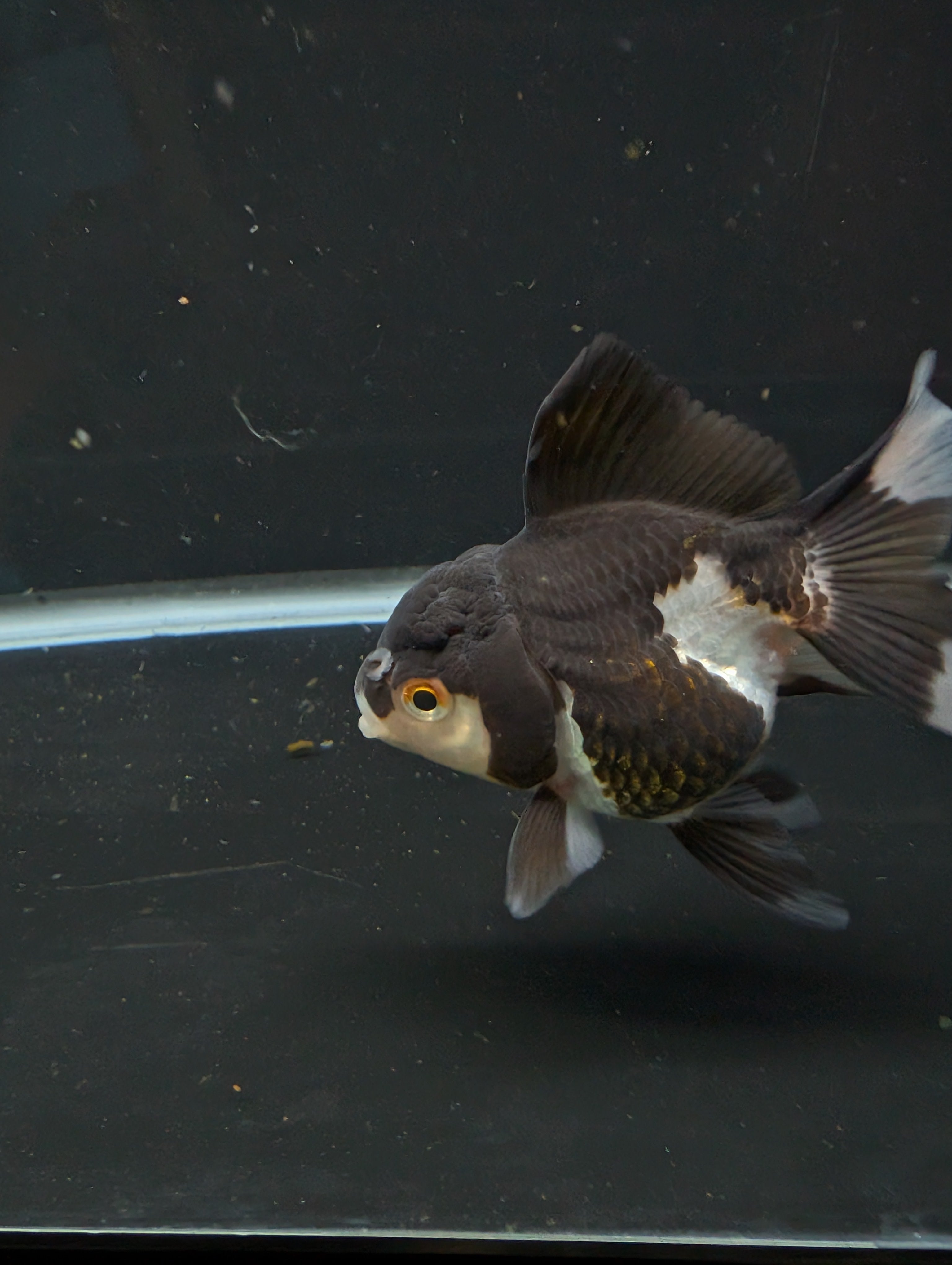 Thai Juvenile Oranda Panda 3"-3.5" in.  ID#626T1A-003