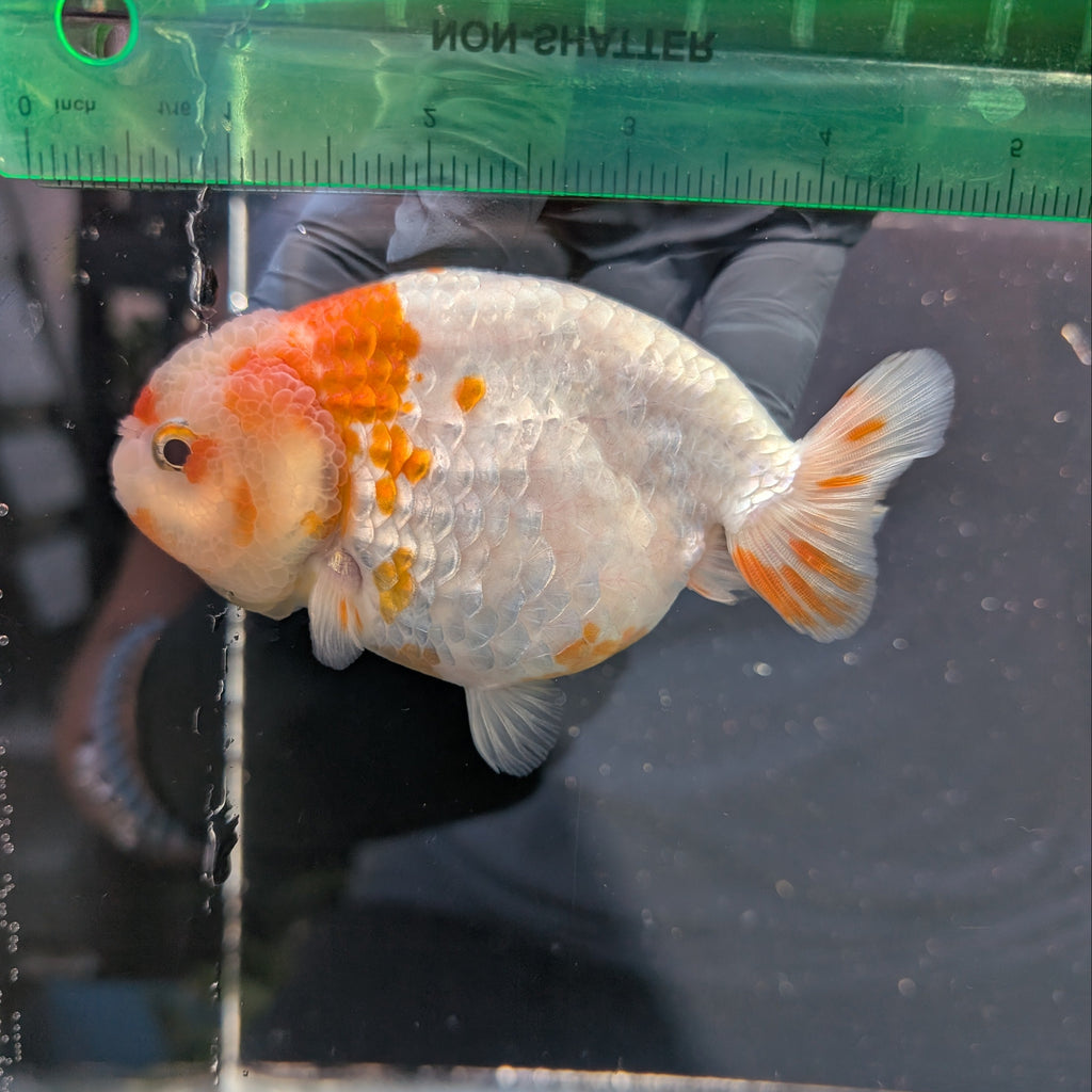 Jumbo Ranchu Sakura 4.5"-5" in. ID#1009R8A-052