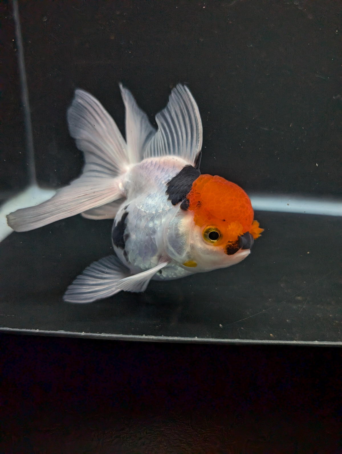 Thai Oranda Tricolor 4"-4.5"in.  ID#1016T1A-006