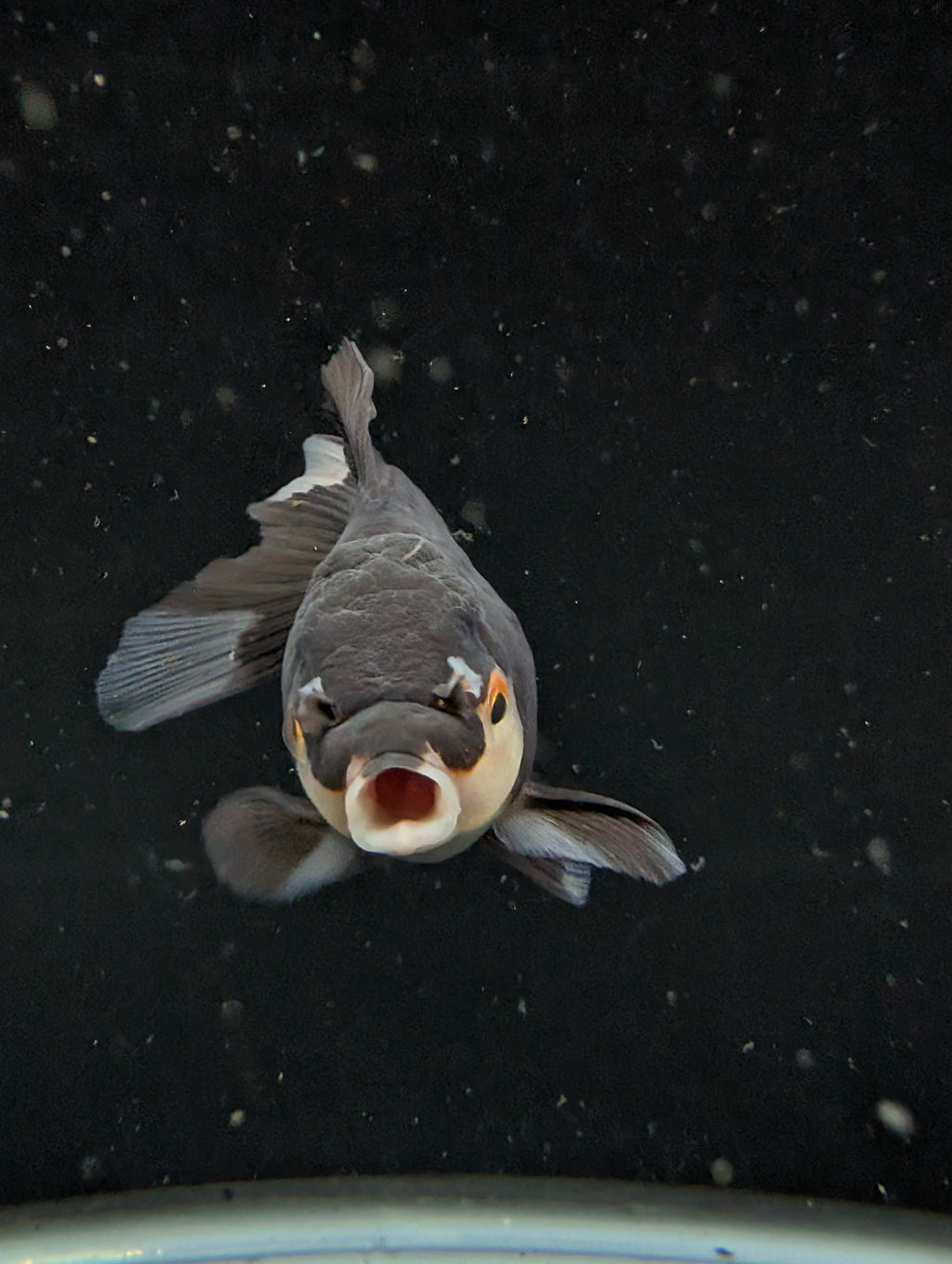 Thai Juvenile Oranda Panda 3"-3.5" in.  ID#626T1A-003