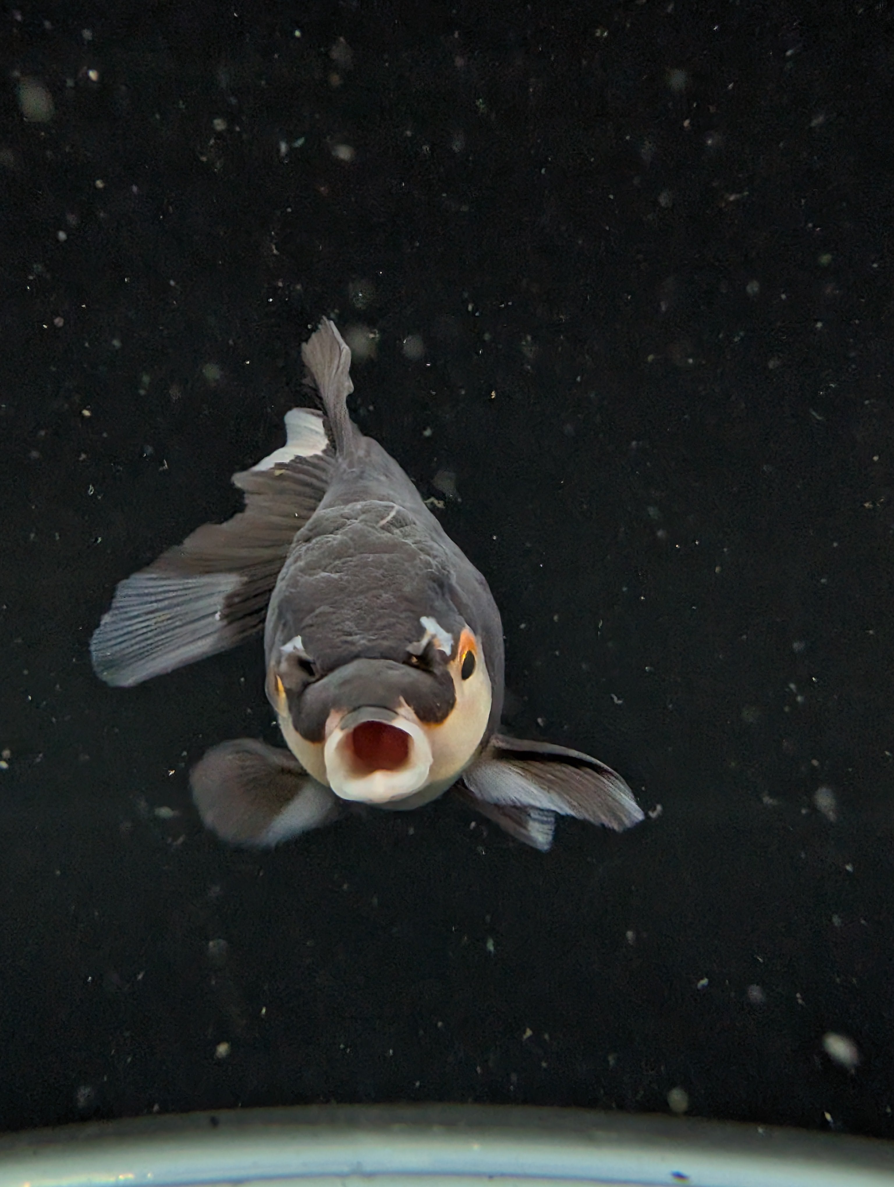 Thai Juvenile Oranda Panda 3"-3.5" in.  ID#626T1A-003
