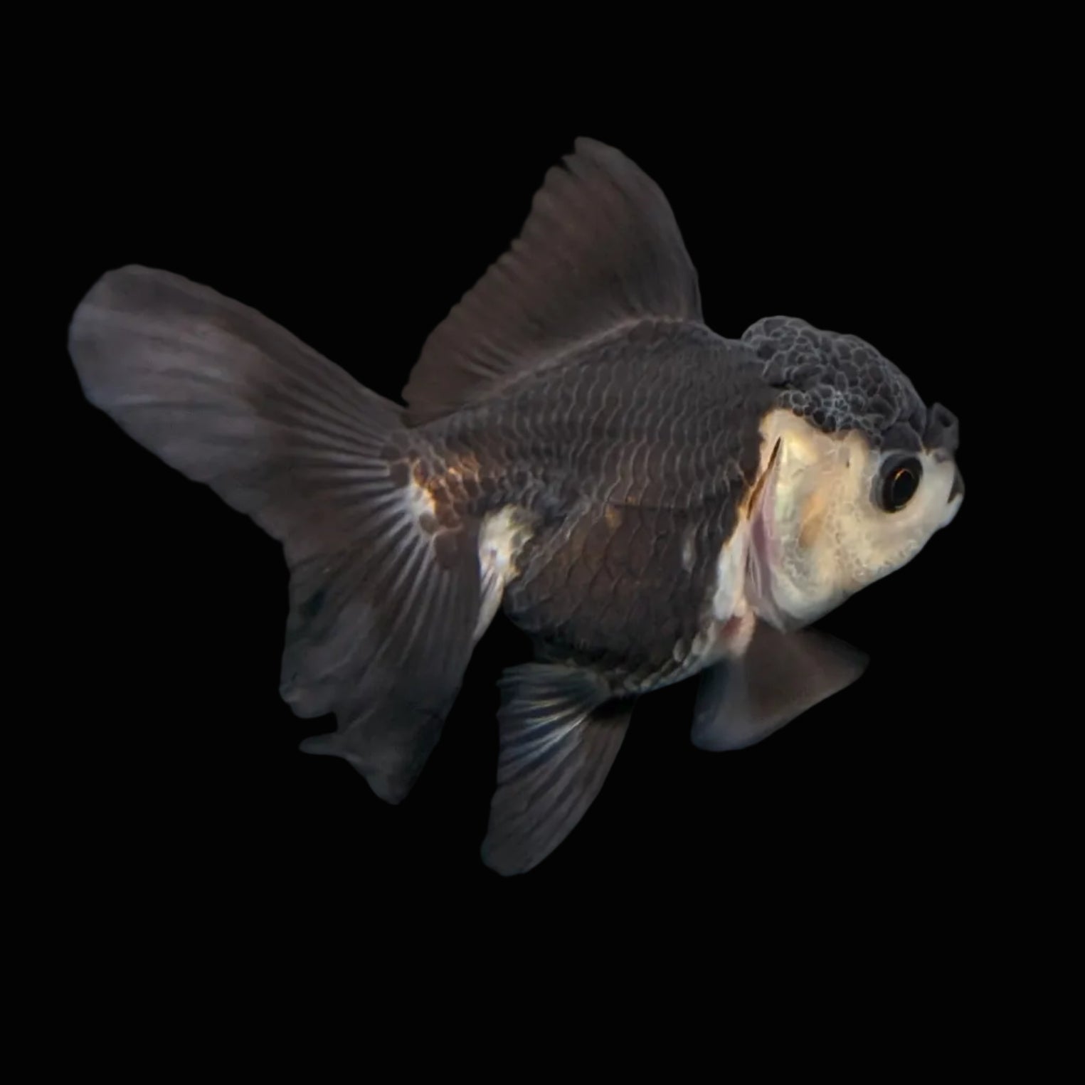 Thai Baby Oranda Panda 3"in.  ID#807T1A-003