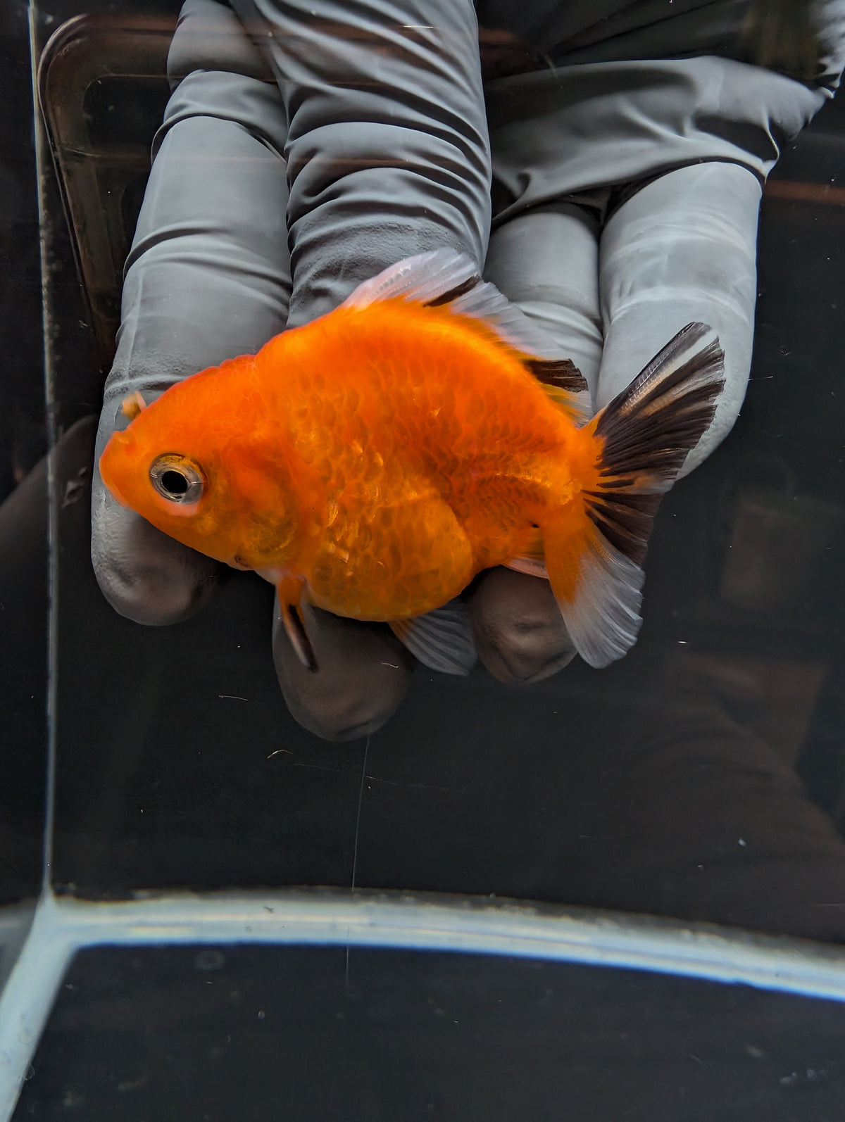 Baby Thai Shogun Oranda Tricolor 2"-2.5" in. ID#1023BSG11A-029