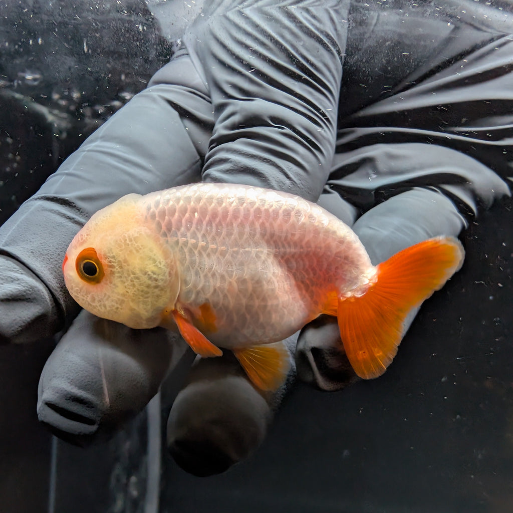 Baby Ranchu Red White 2.5"-3" in. ID#515R4A-004