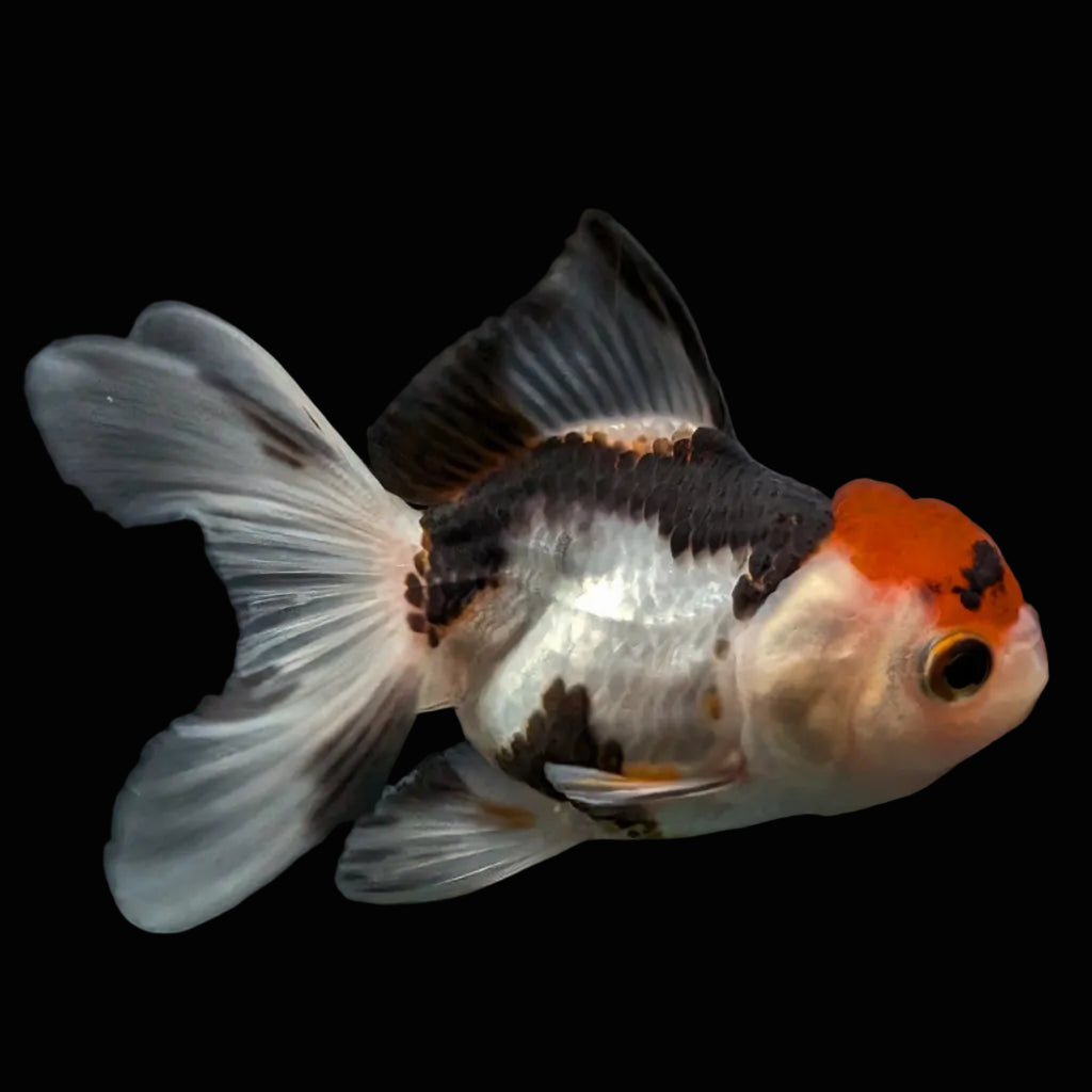 Thai Juvenile Oranda Tricolor 3"-3.5" in.  ID#626T1A-005