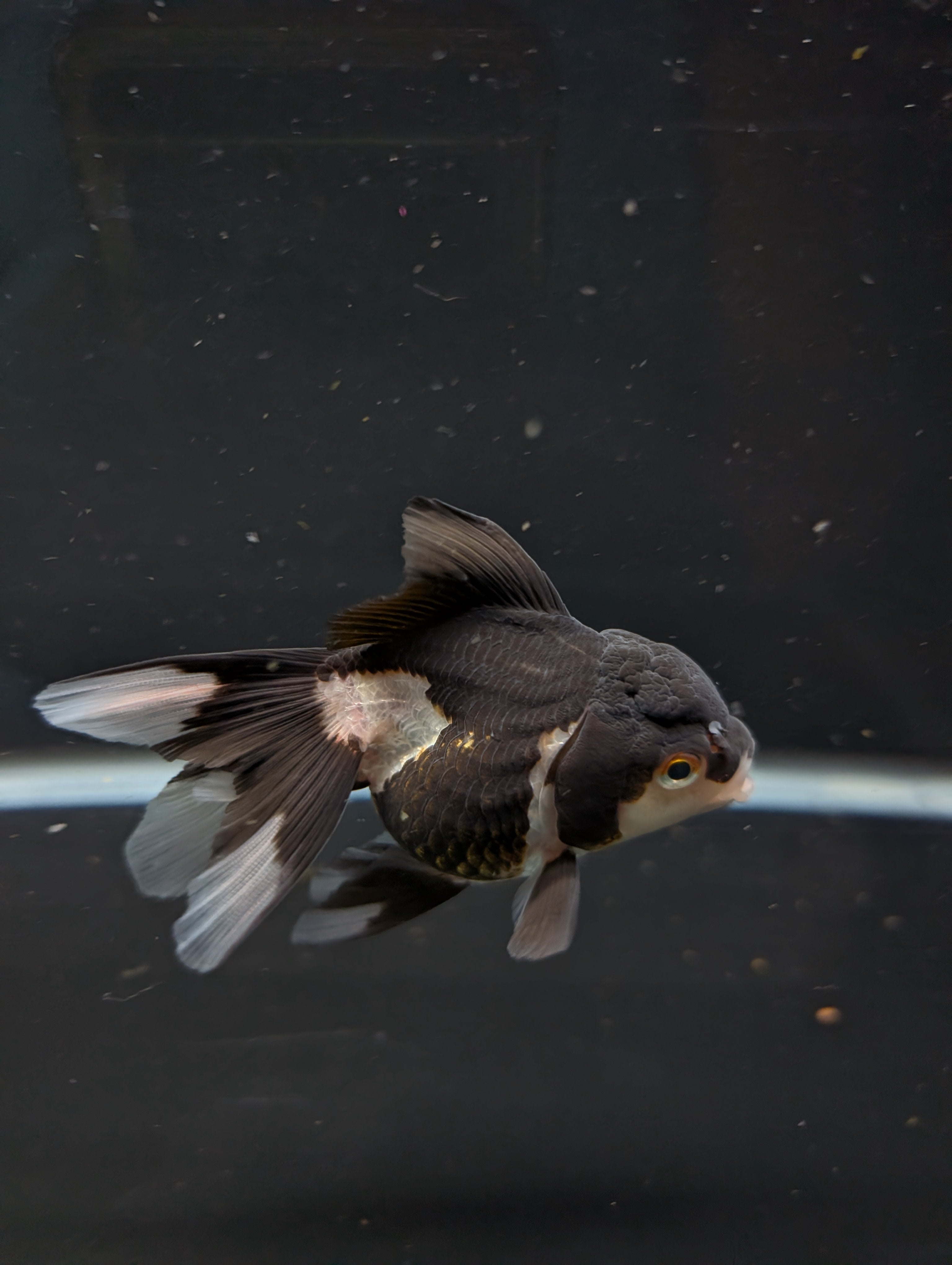 Thai Juvenile Oranda Panda 3"-3.5" in.  ID#626T1A-003