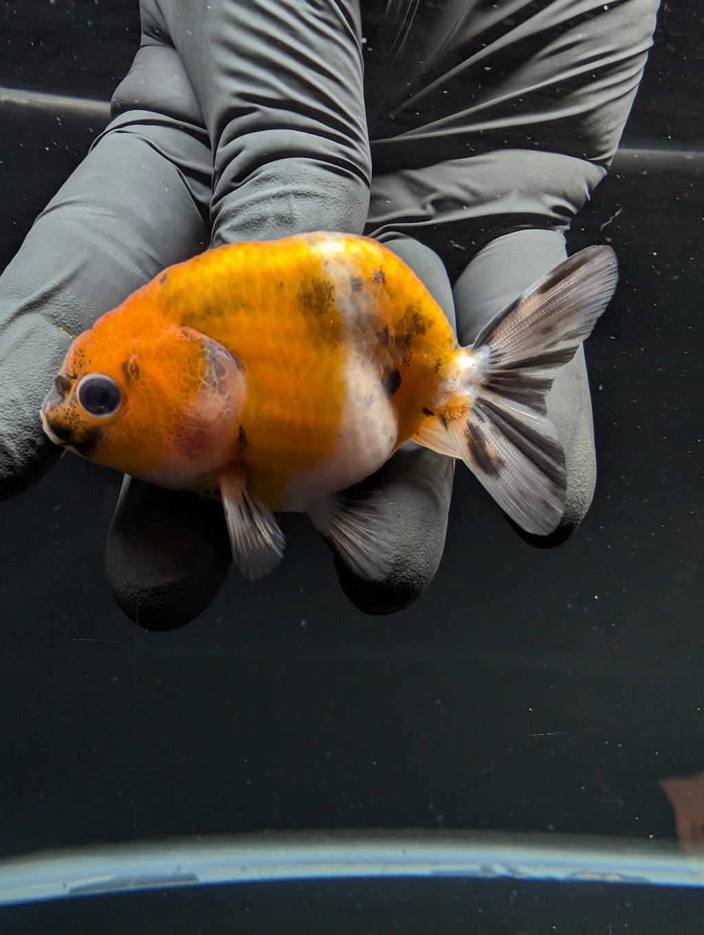 Ranchu Calico 2.5"-3" in. ID#717R4A-003