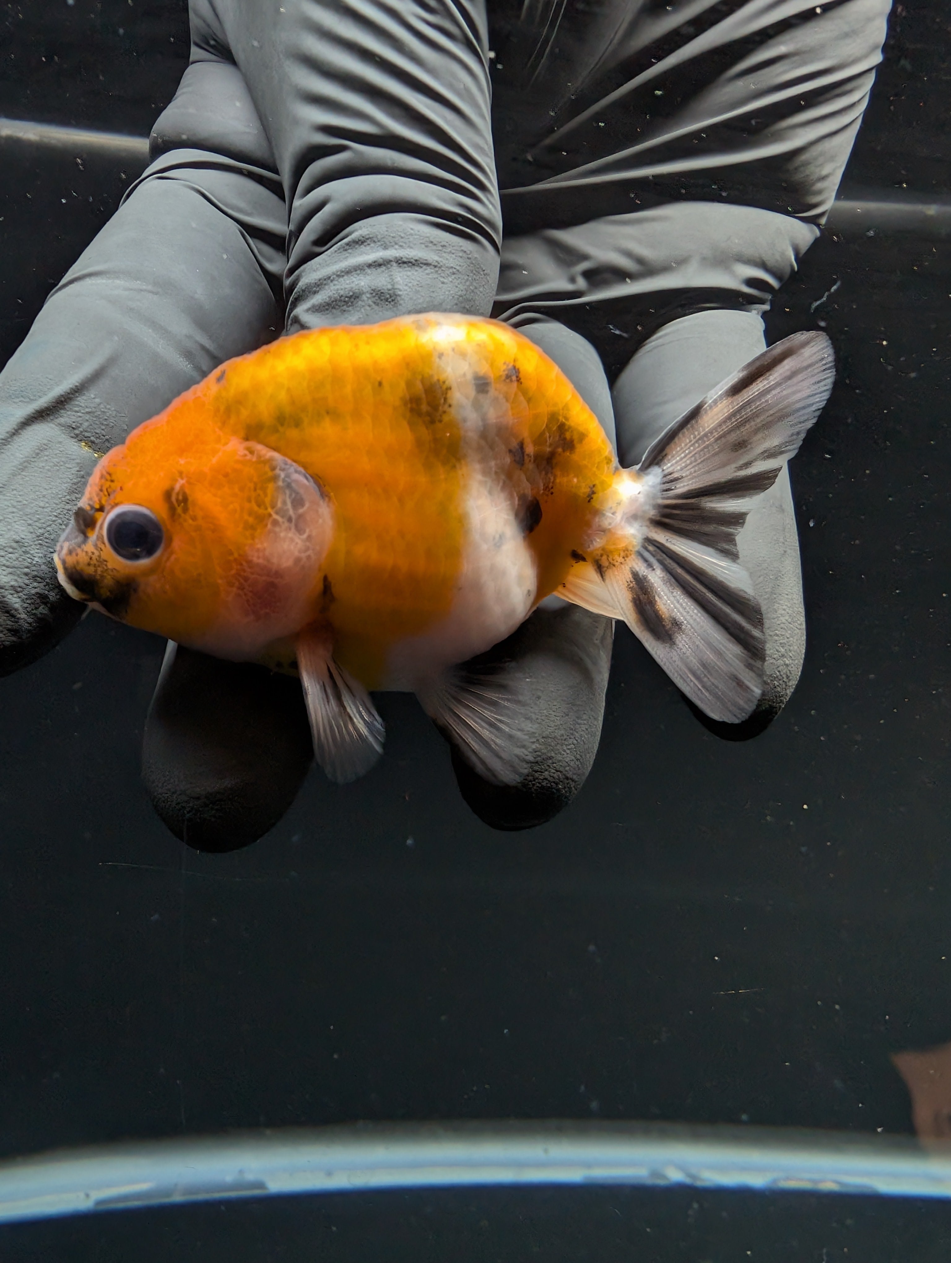 Ranchu Calico 2.5"-3" in. ID#717R4A-003
