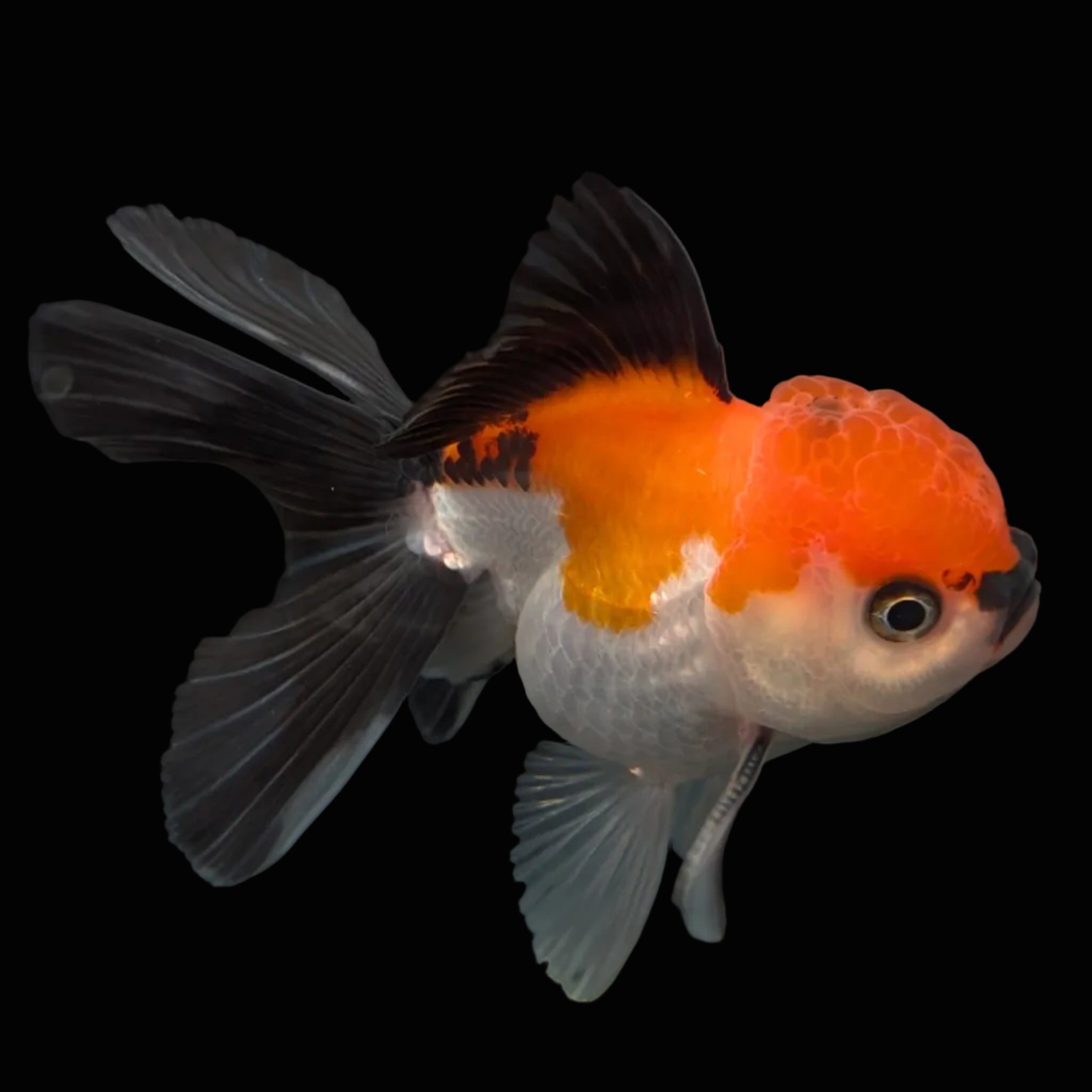 MARIO *Boss 415 Juvenile Oranda Tricolor 3.5"-4" in.  ID#410T8A-013
