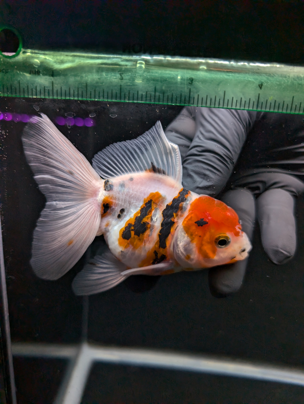 Thai Oranda White Tiger Calico 4"-4.5"in.  ID#1016T1A-002