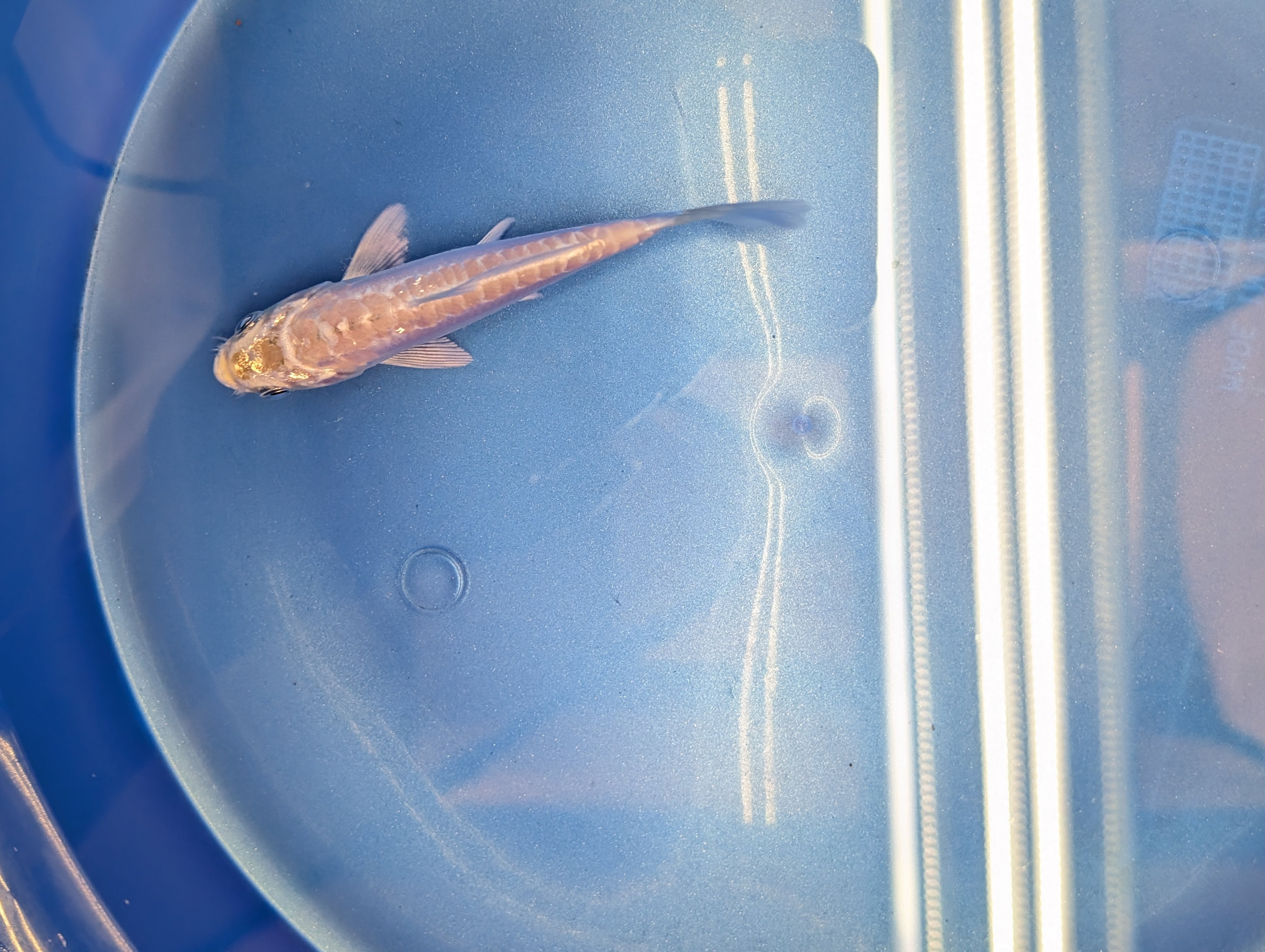 Doitsu Platinum Ogon Koi  4"in. ID#806BFK-018
