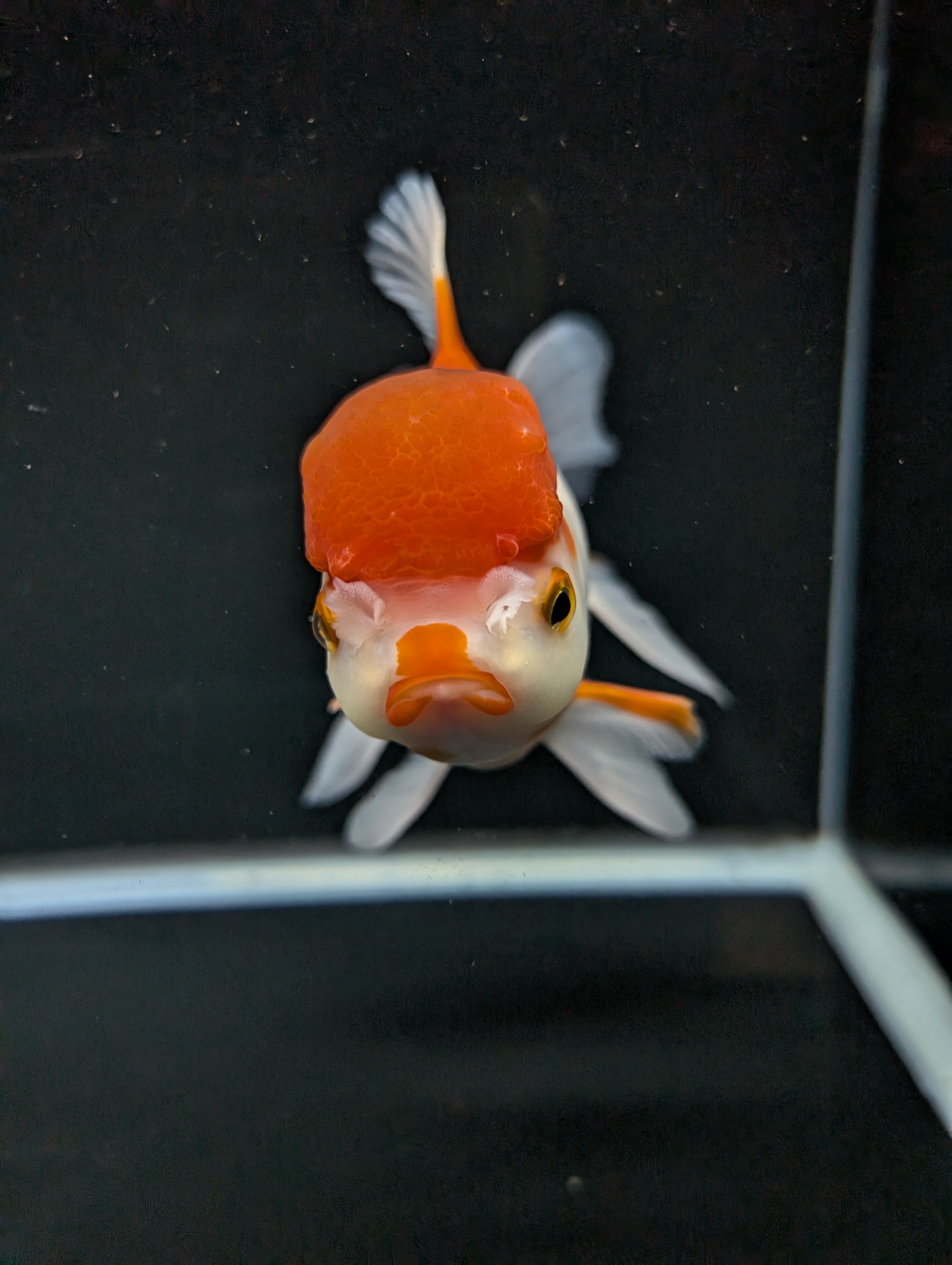 Jumbo Oranda Red White 6.5"-7"in.  ID#522T4B-001