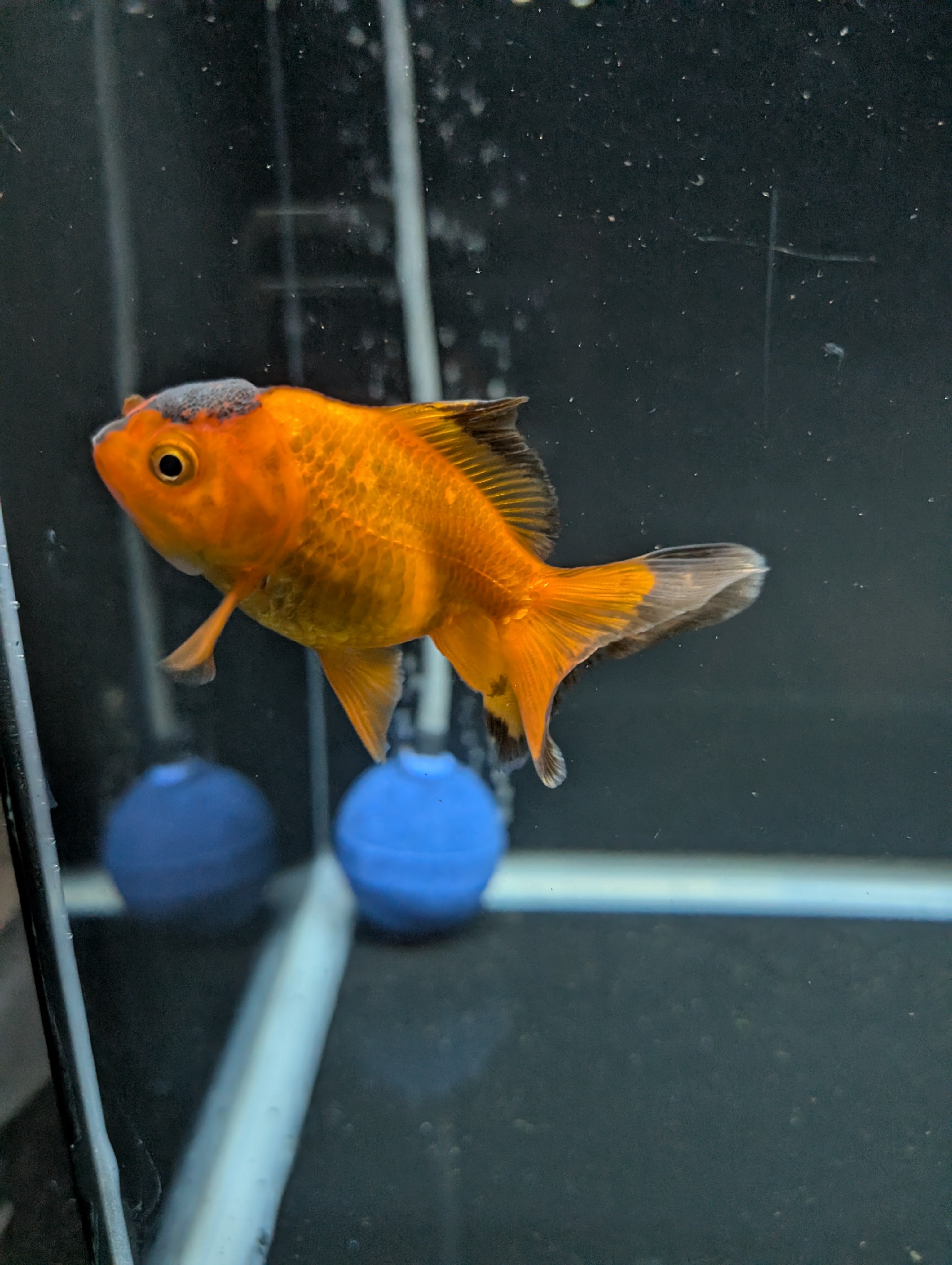Juvenile Oranda Red Black 3"-3.5"in.  ID#522T1A-002