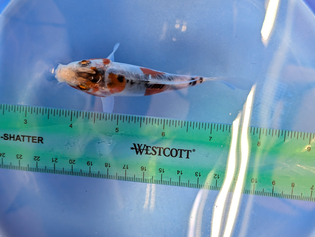 Shusui Koi  4"in. ID#806BFK-015