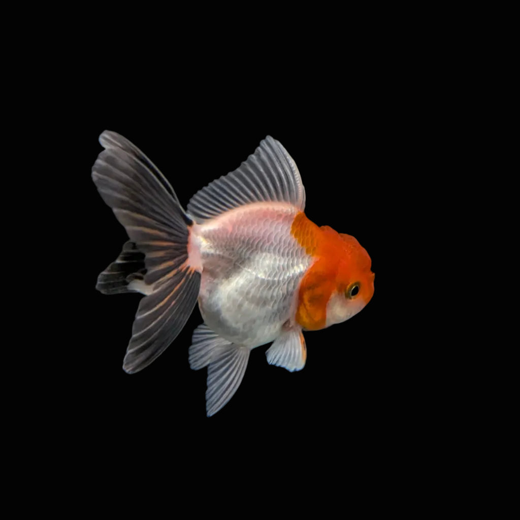 Juvenile Oranda Tricolor 3.5"-4" in.  ID#320T13b-001
