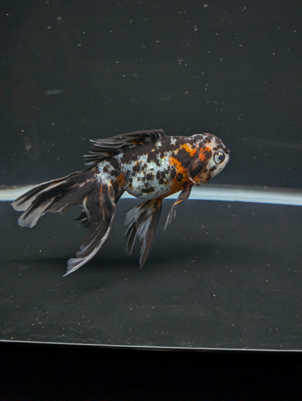 Calico Oranda 5"in. ID#821LB2A-61 Please See Notes.