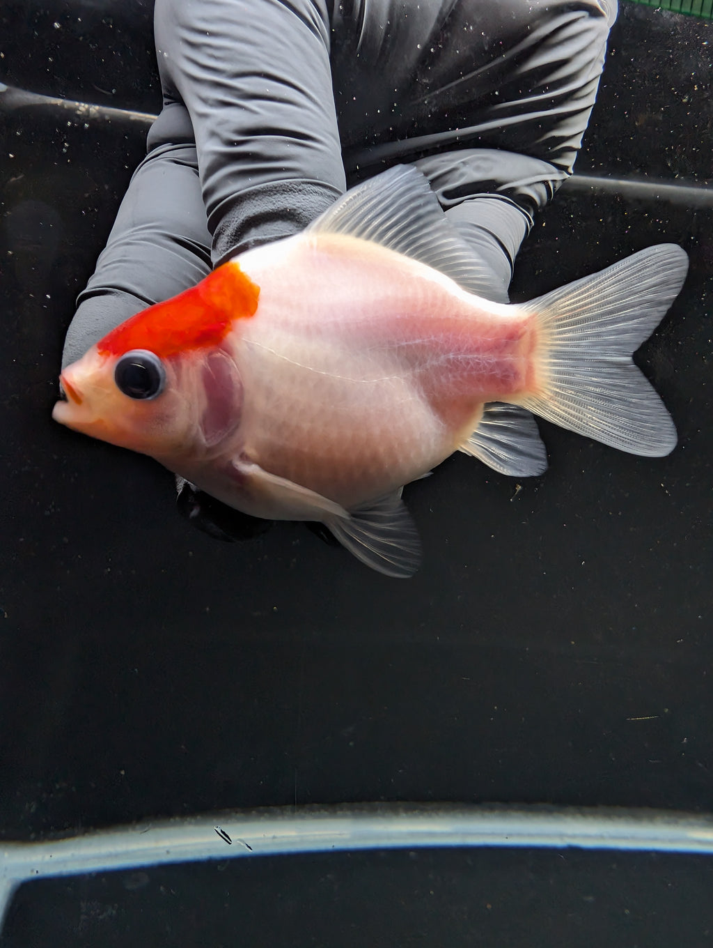 Tamasaba Red White 3"-3.5" in. ID#1009TM1B-002