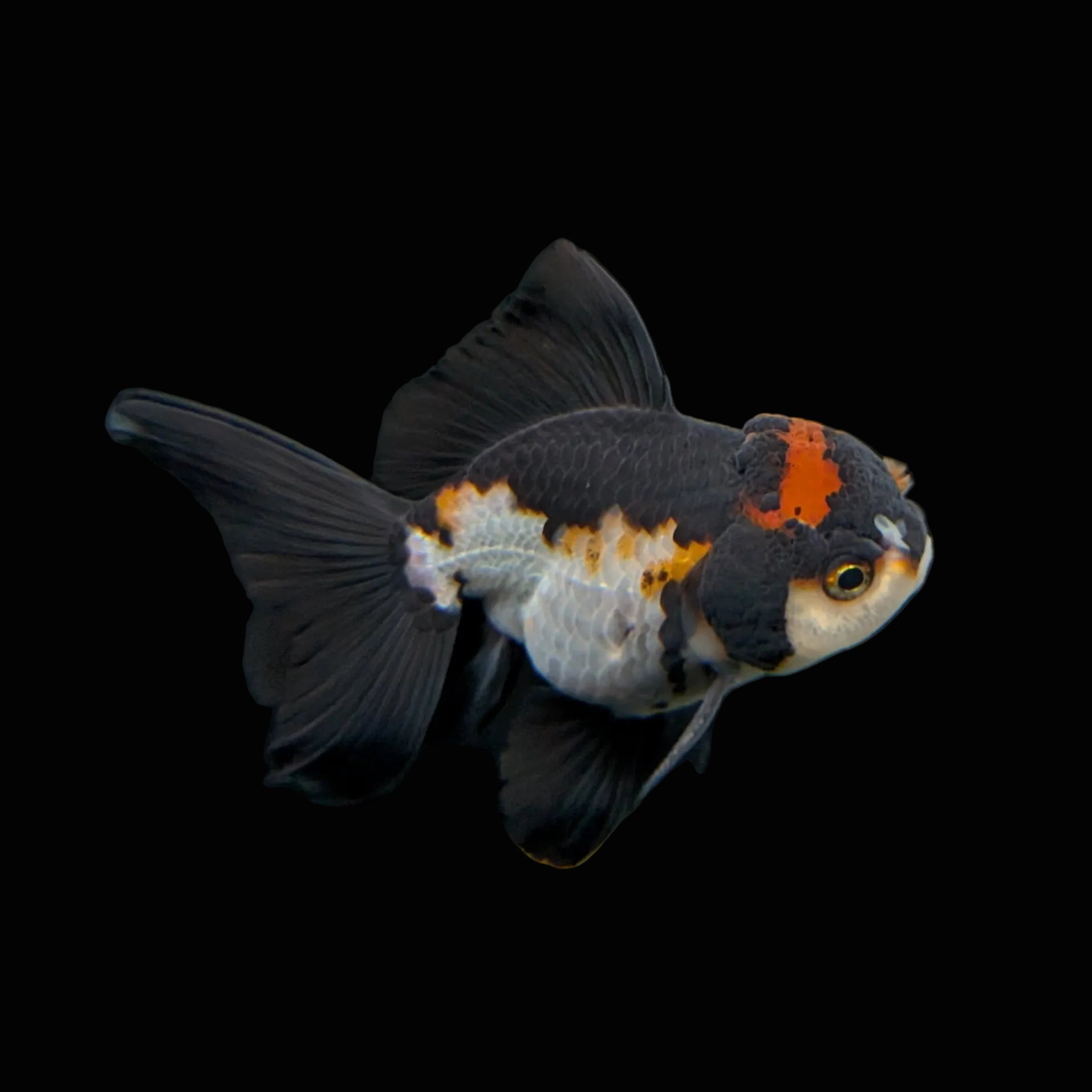 Thai Juvenile Oranda Tricolor 3"-3.5" in.  ID#717T1A-001