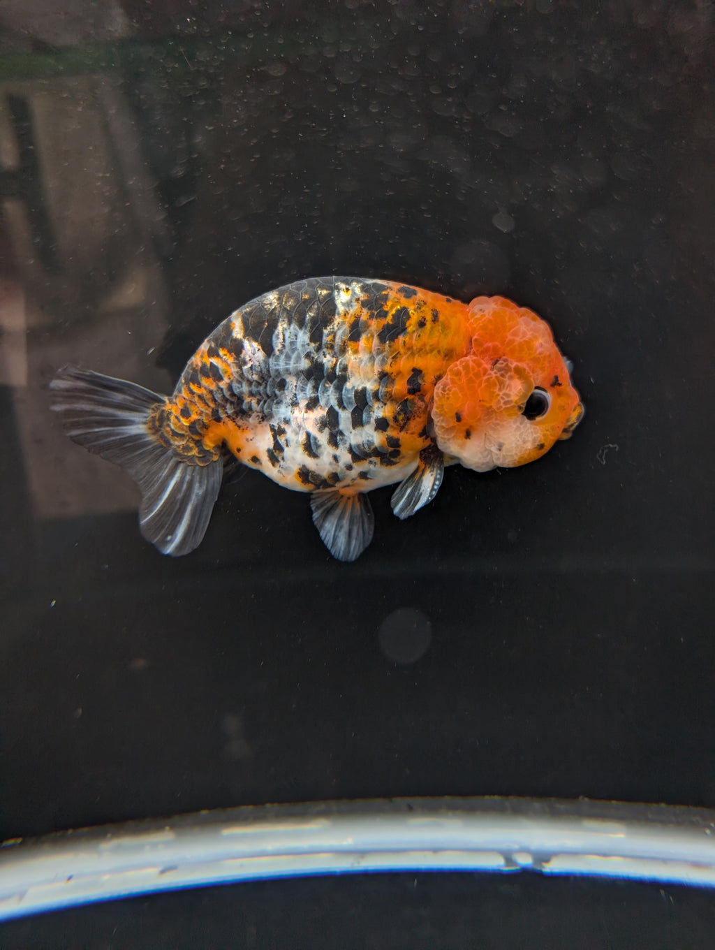 Jumbo Ranchu Calico 4.5"-5" in. ID#821R8A-031