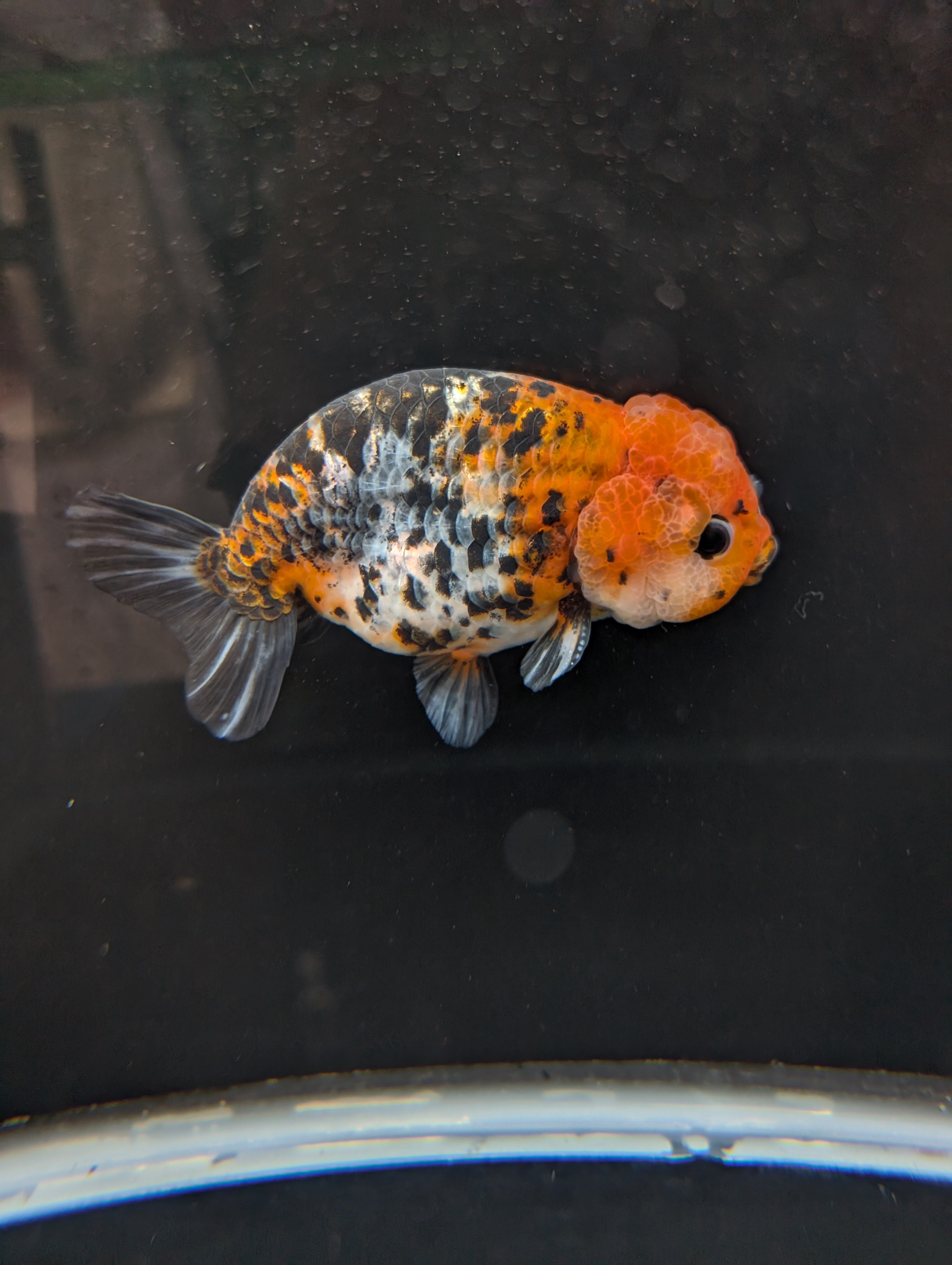 Jumbo Ranchu Calico 4.5"-5" in. ID#821R8A-031