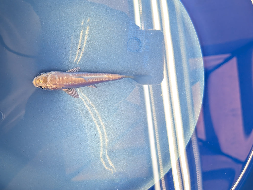 Doitsu Platinum Ogon Koi  4"in. ID#806BFK-018