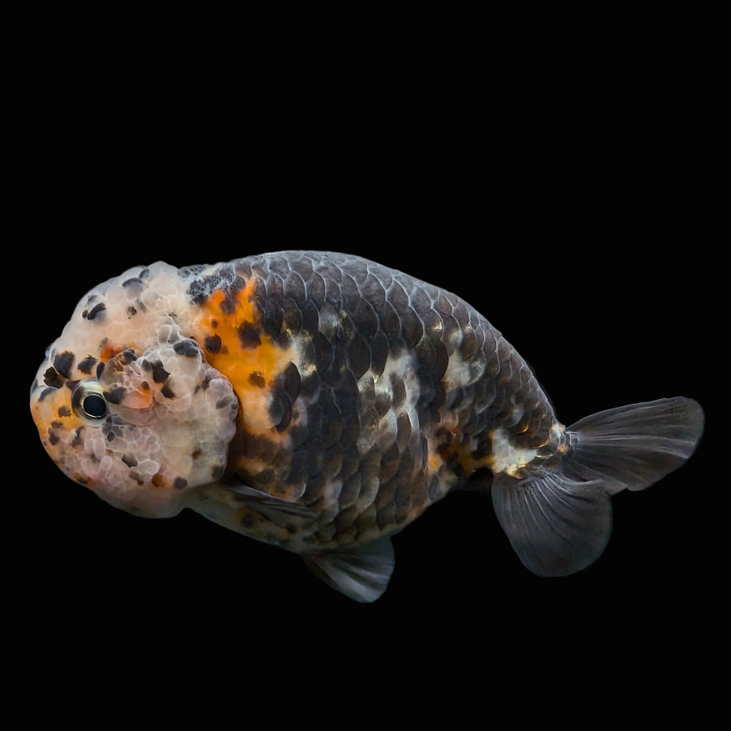 Jumbo Ranchu Heavy Ink Calico 4"-4.5" in. ID#918R8A-071