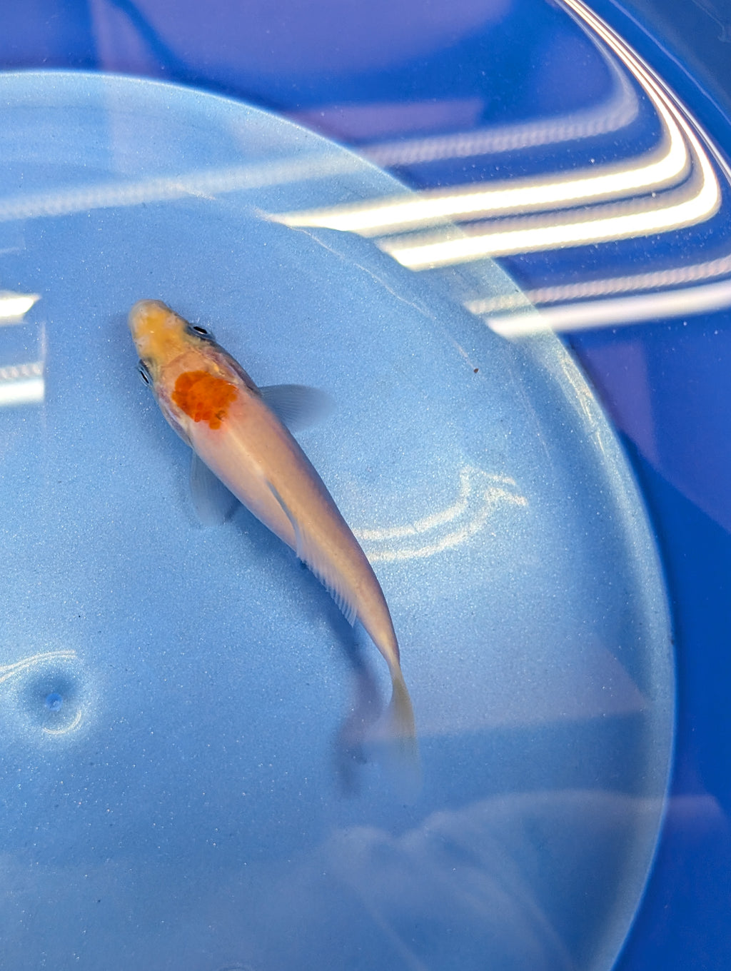 Tancho Kohaku Koi  4"in. ID#806BFK-016