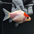 Tamasaba Red White 3"-3.5" in. ID#1009TM1B-002
