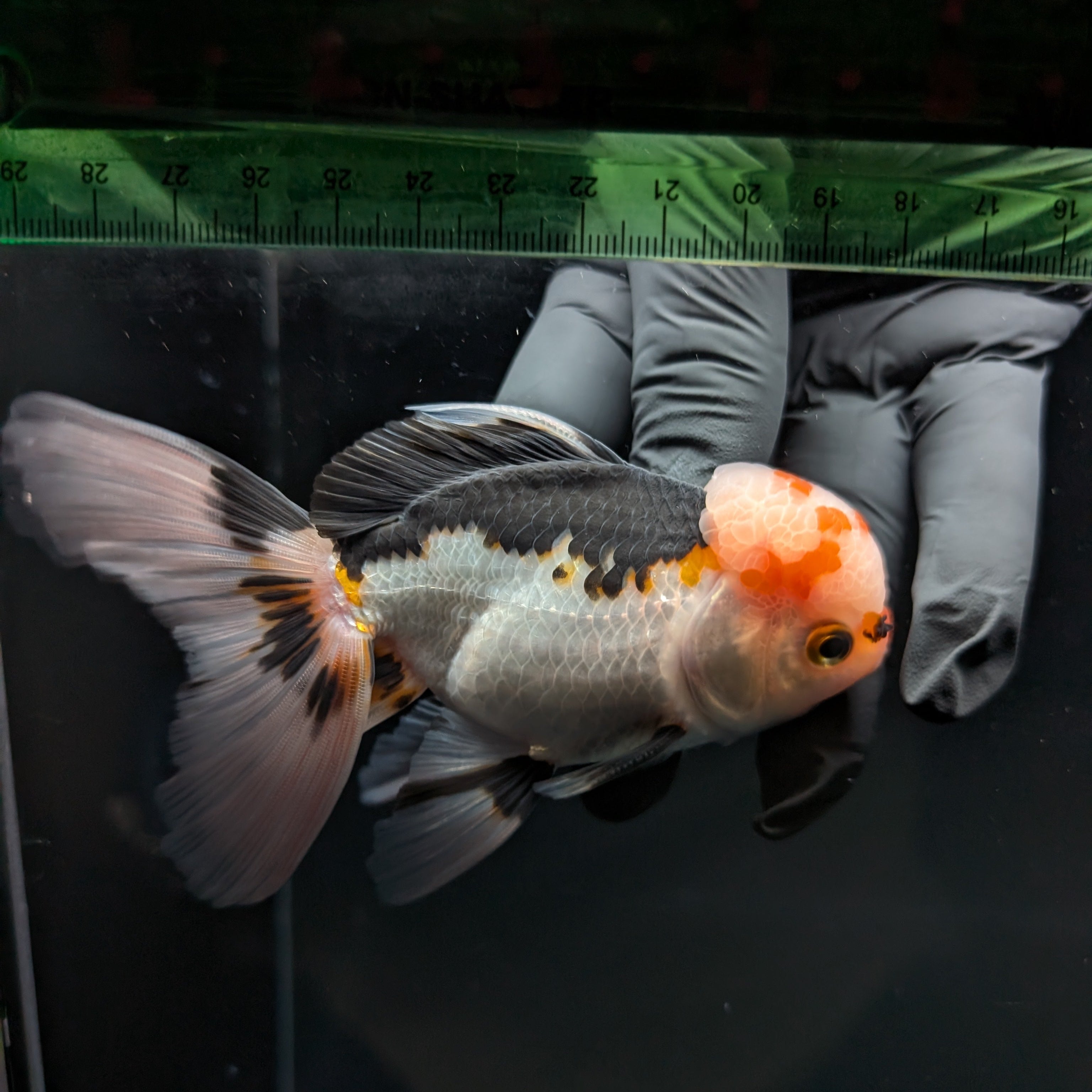 Thai Oranda Tricolor  4.5"-5"  ID#718T5B-003